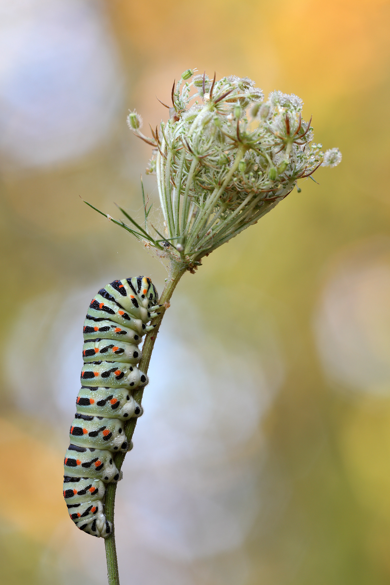 Caterpillar of swallowtail