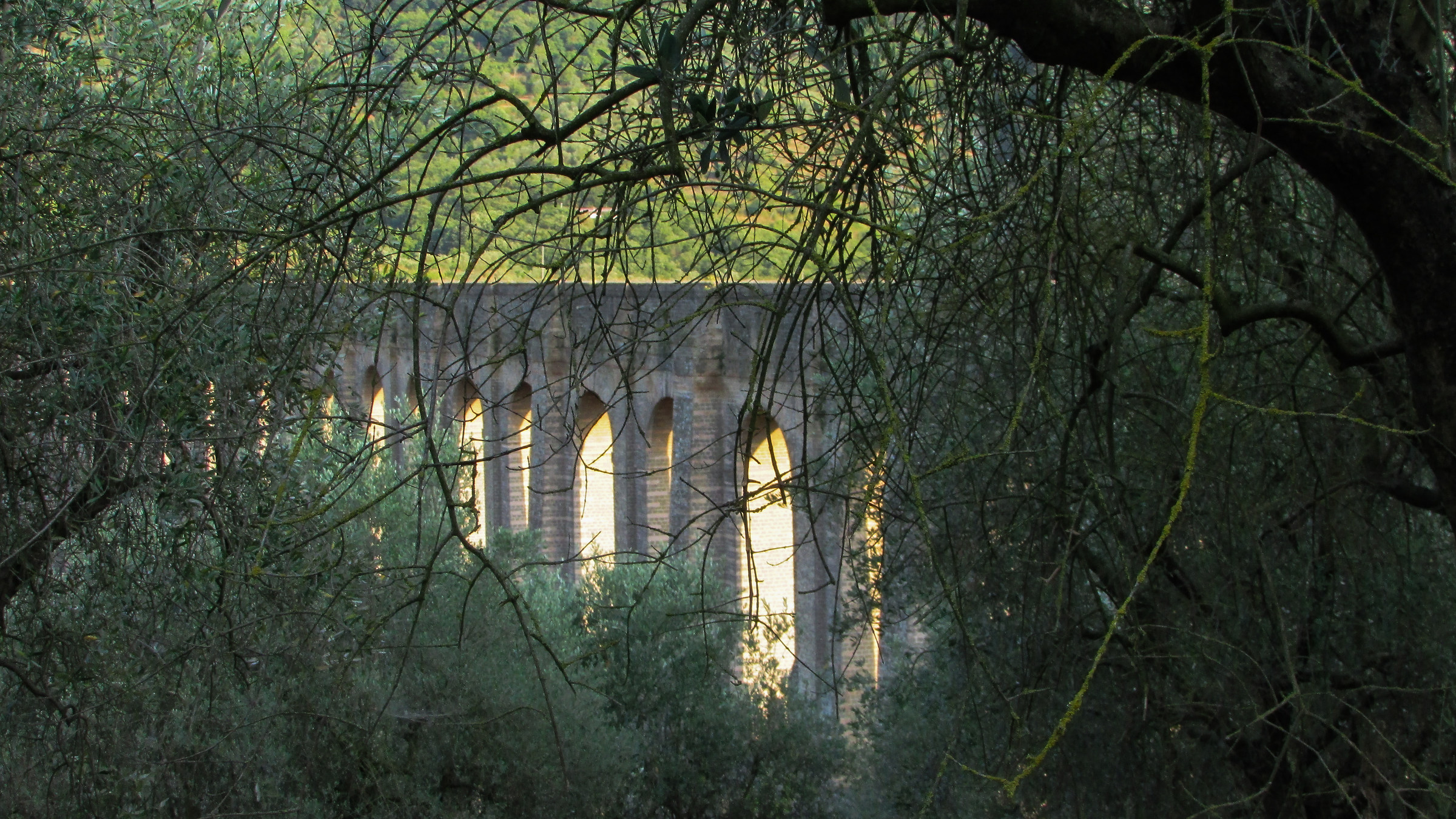 Aqueduct seen through olive trees