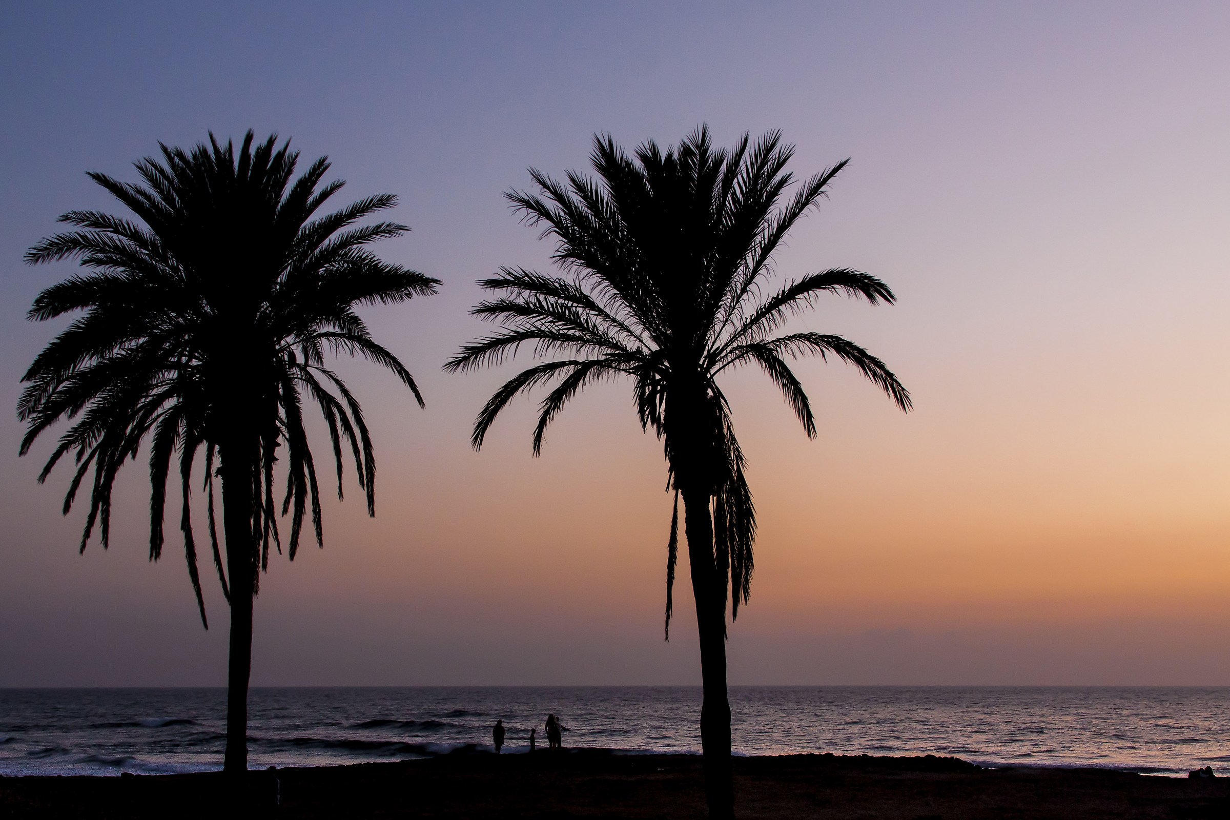 Palm trees at sunset