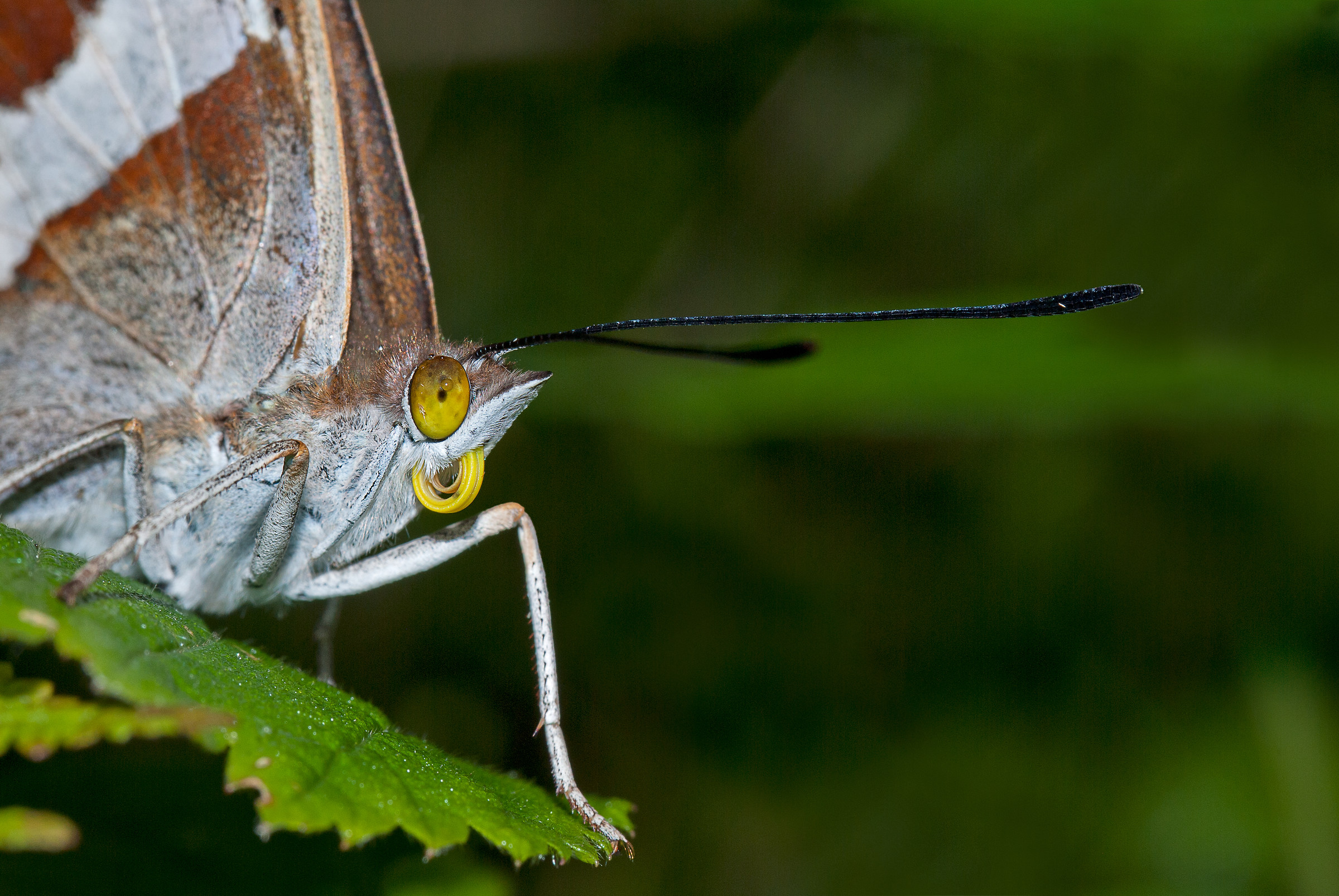 Portrait of Apatura iris