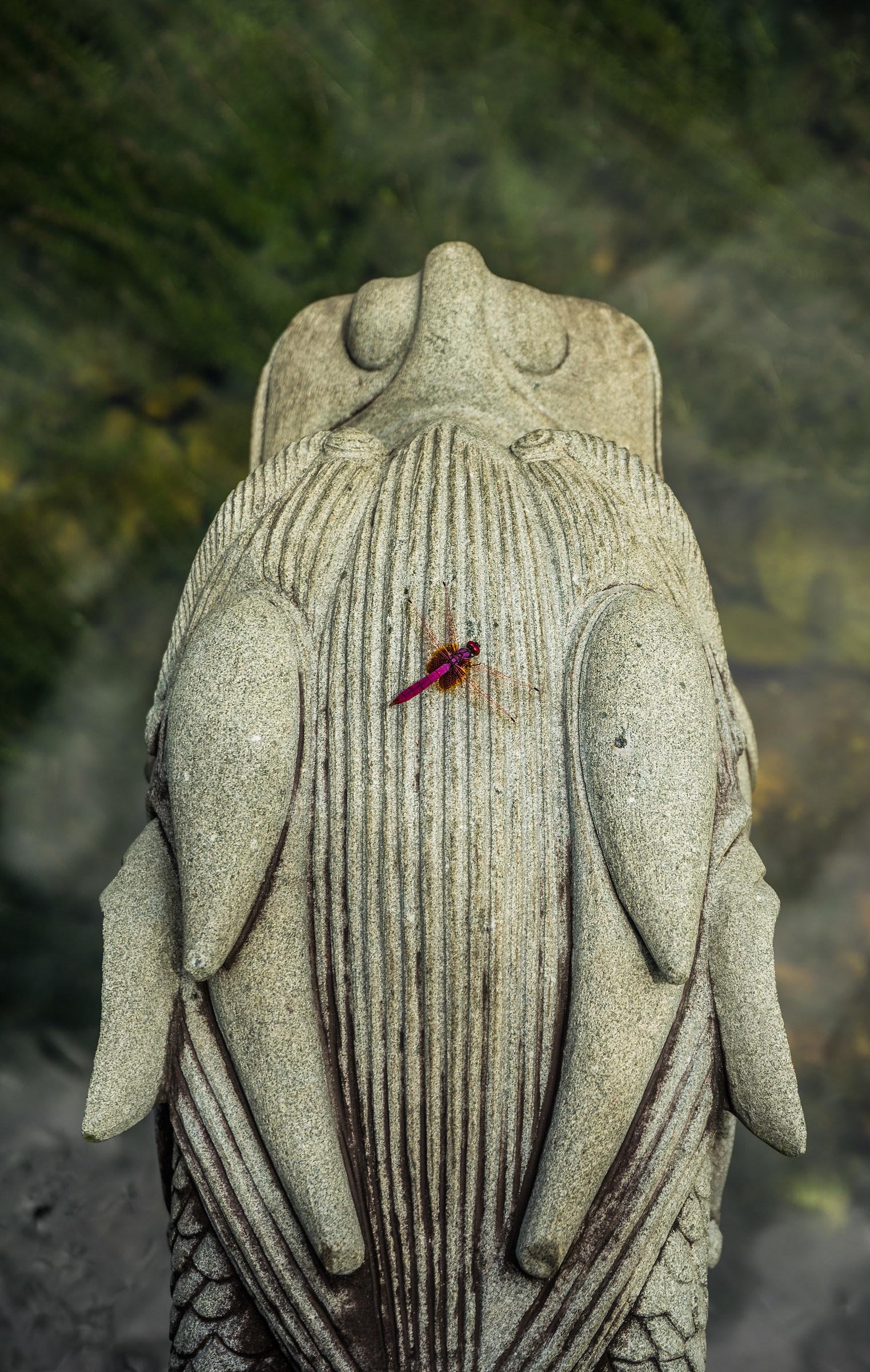 The Dragonflies and the Dragon