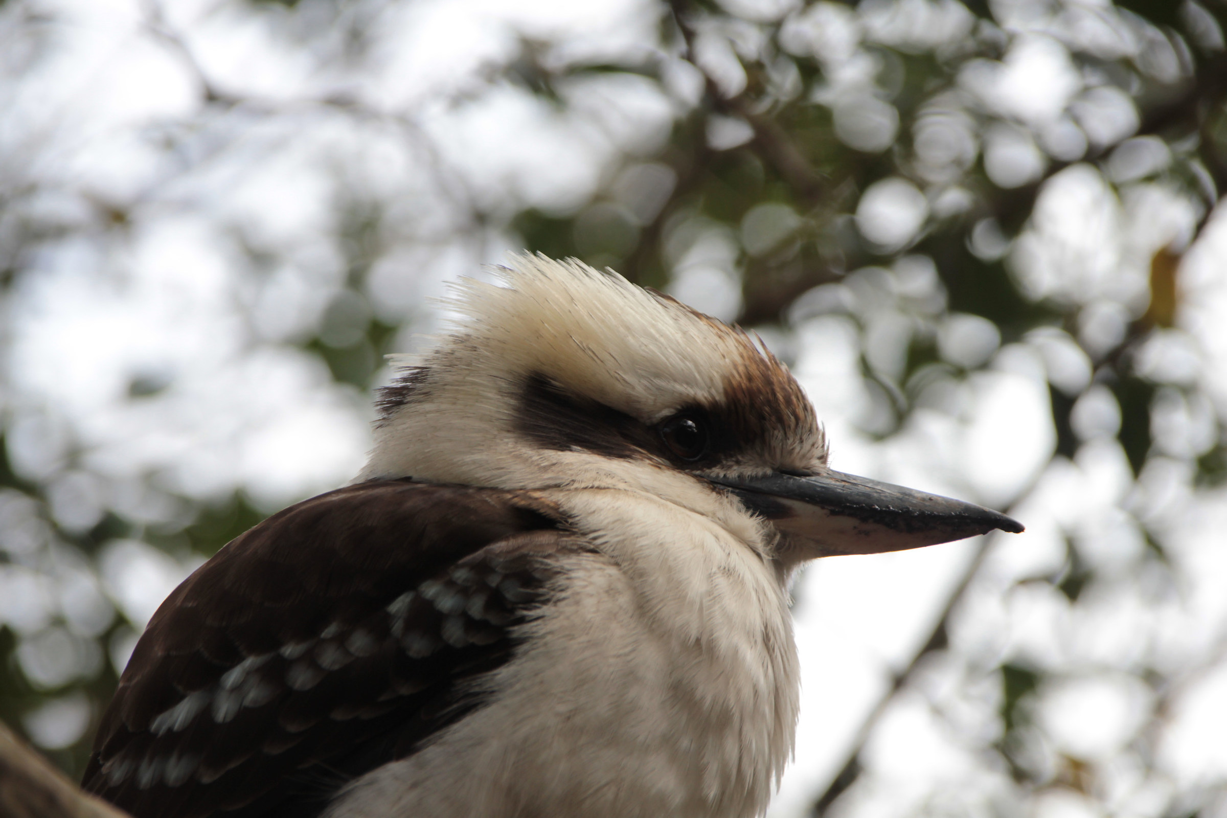 Laughing kookaburra