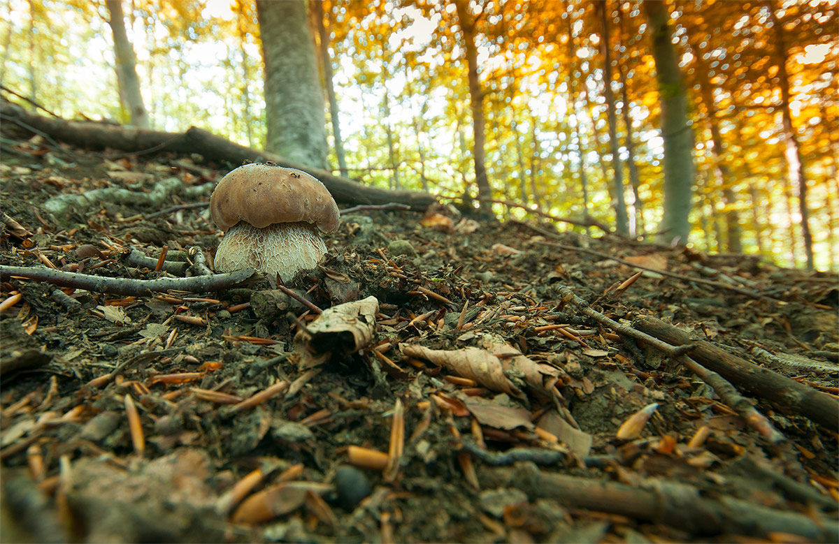Waiting for autumn colors.