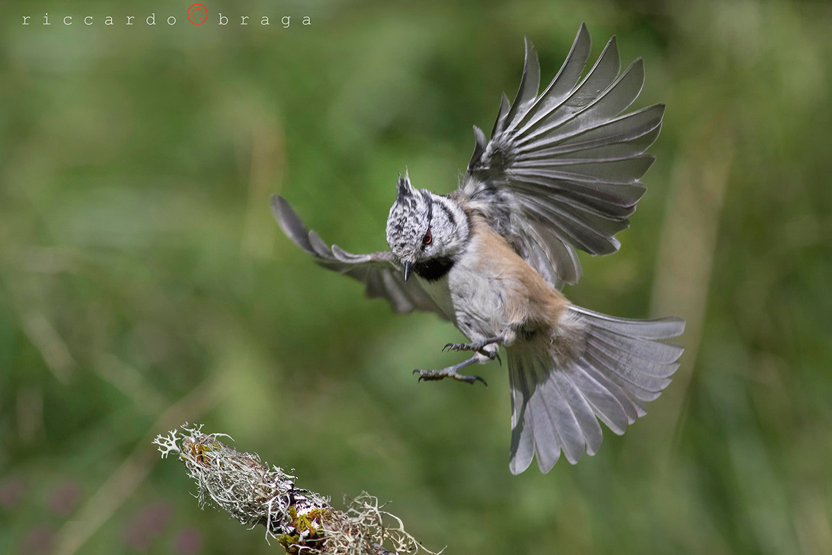 Crested Tit