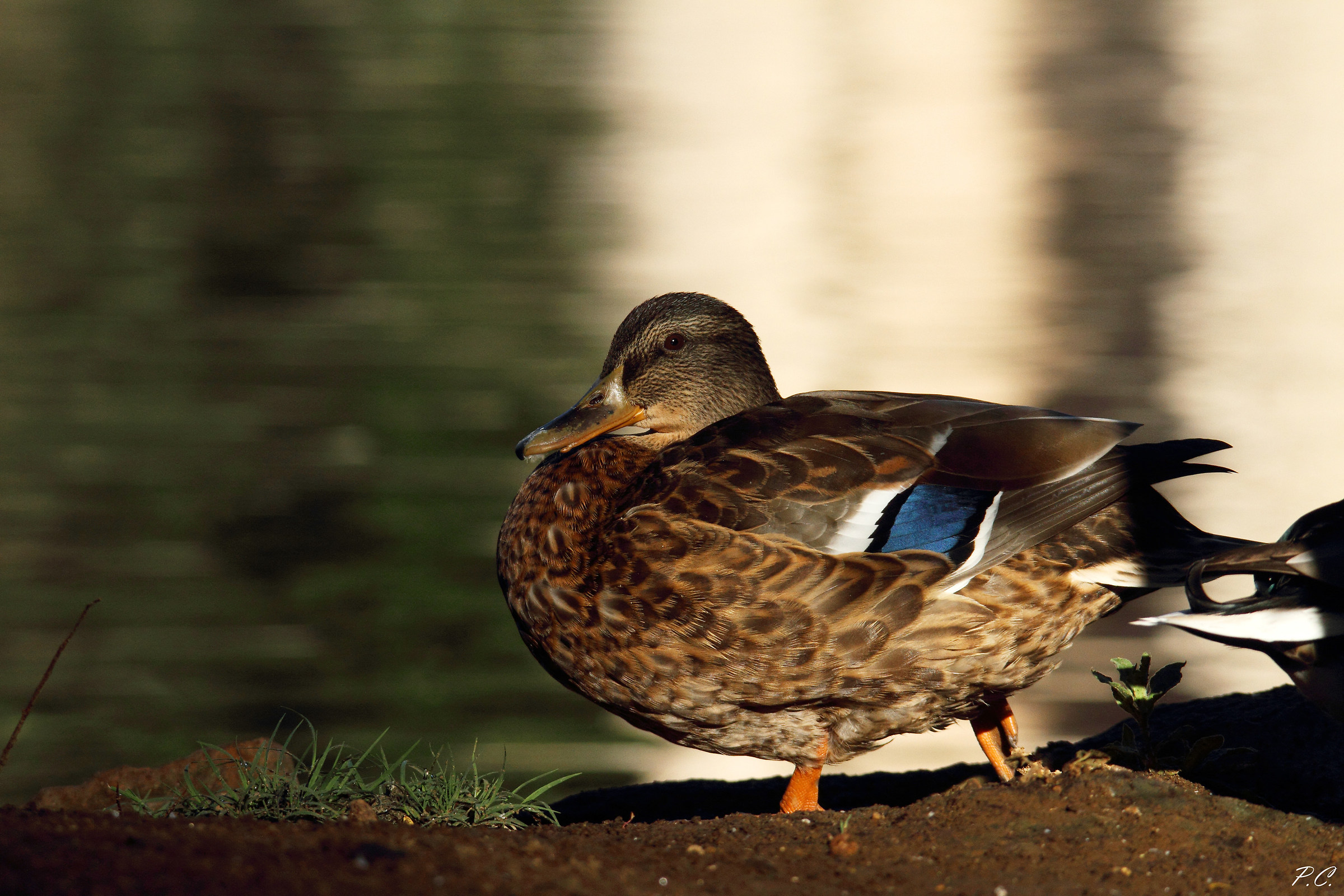 naturalistic realism