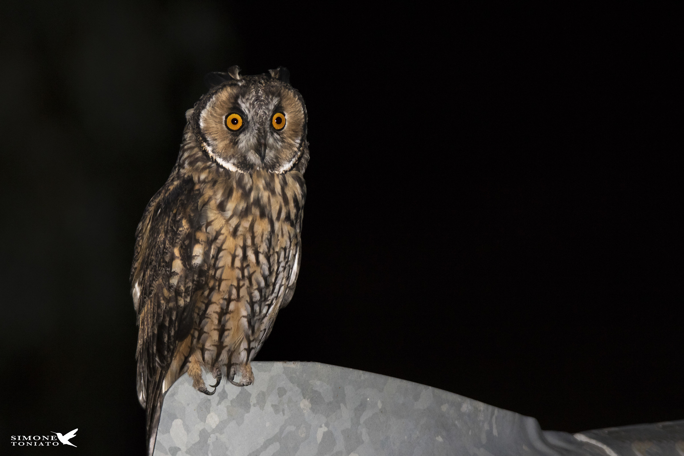 Eared Owl Asio Otus