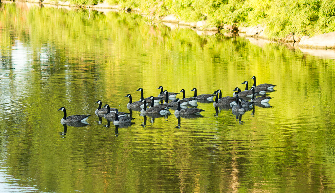 Canada Geese