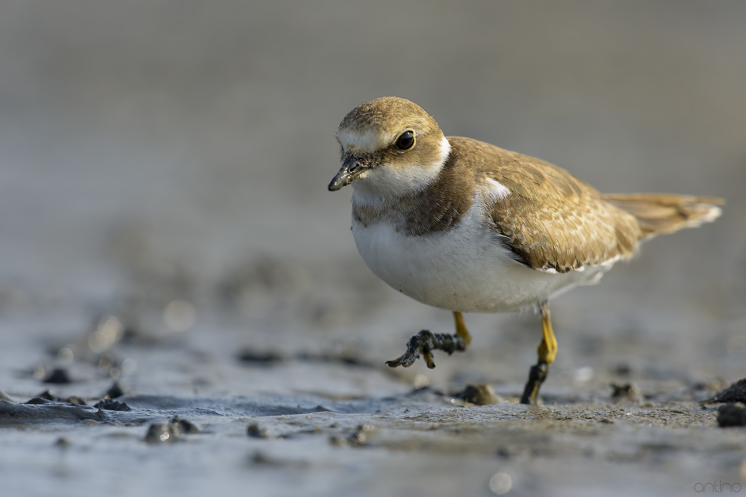 little Ringed Plover