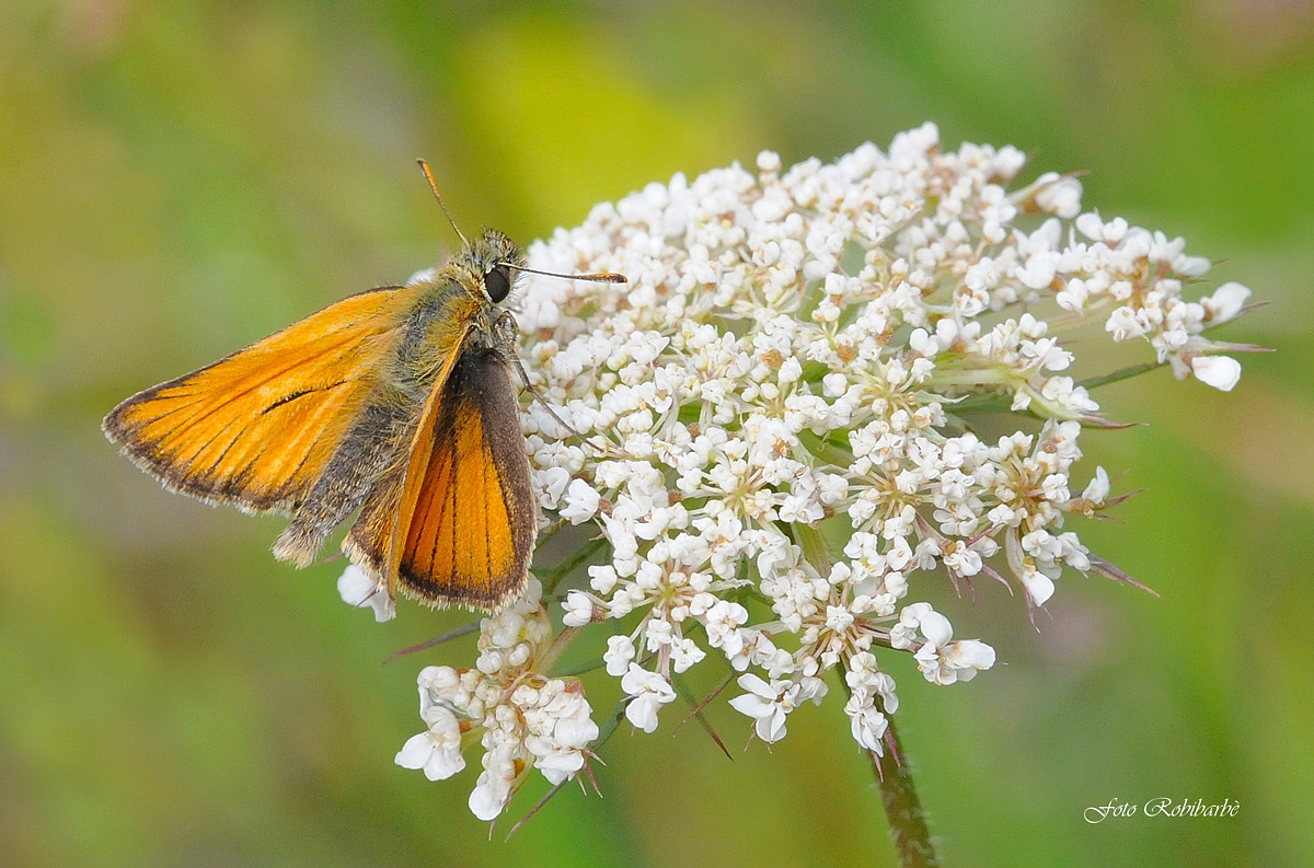 Thymeculis lineola...Attenone lineato minore...