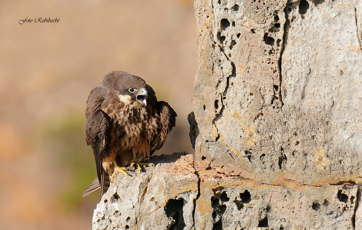 The cry of the hawk ...