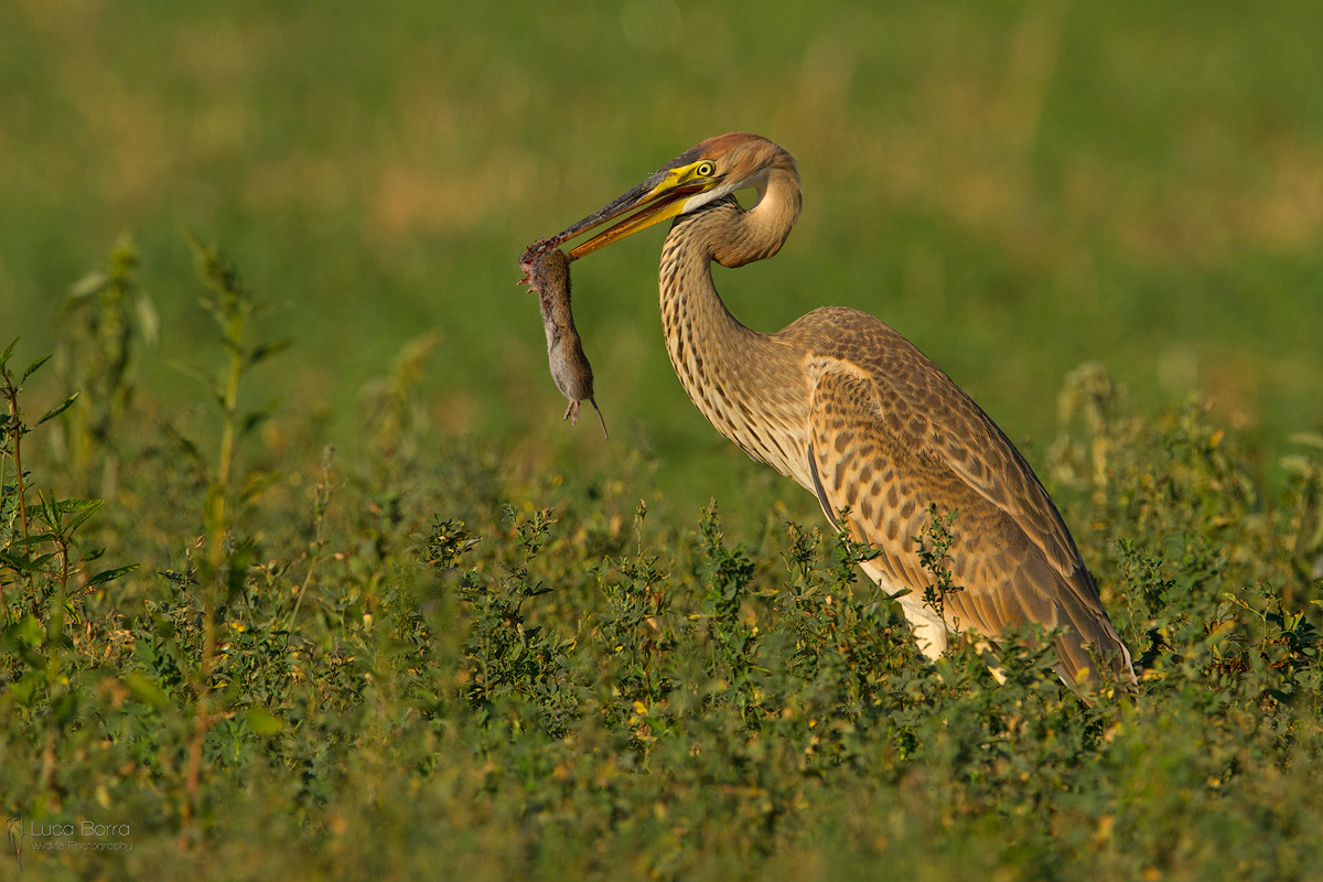 Purple Heron hunting juv