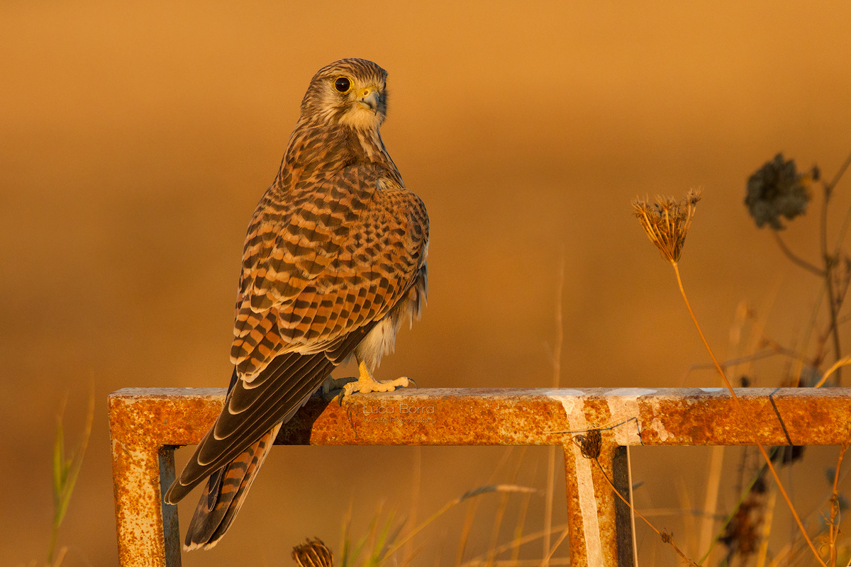 Kestrel at sunset