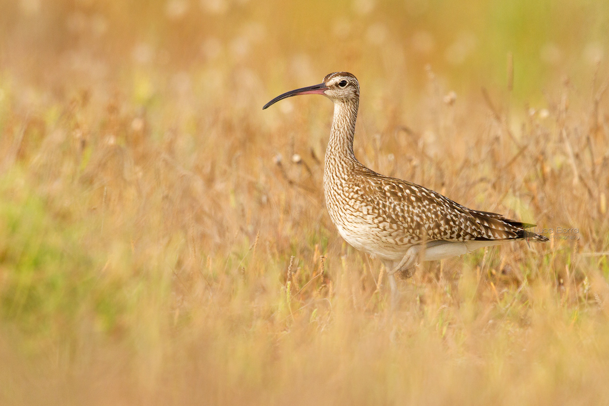 Whimbrel