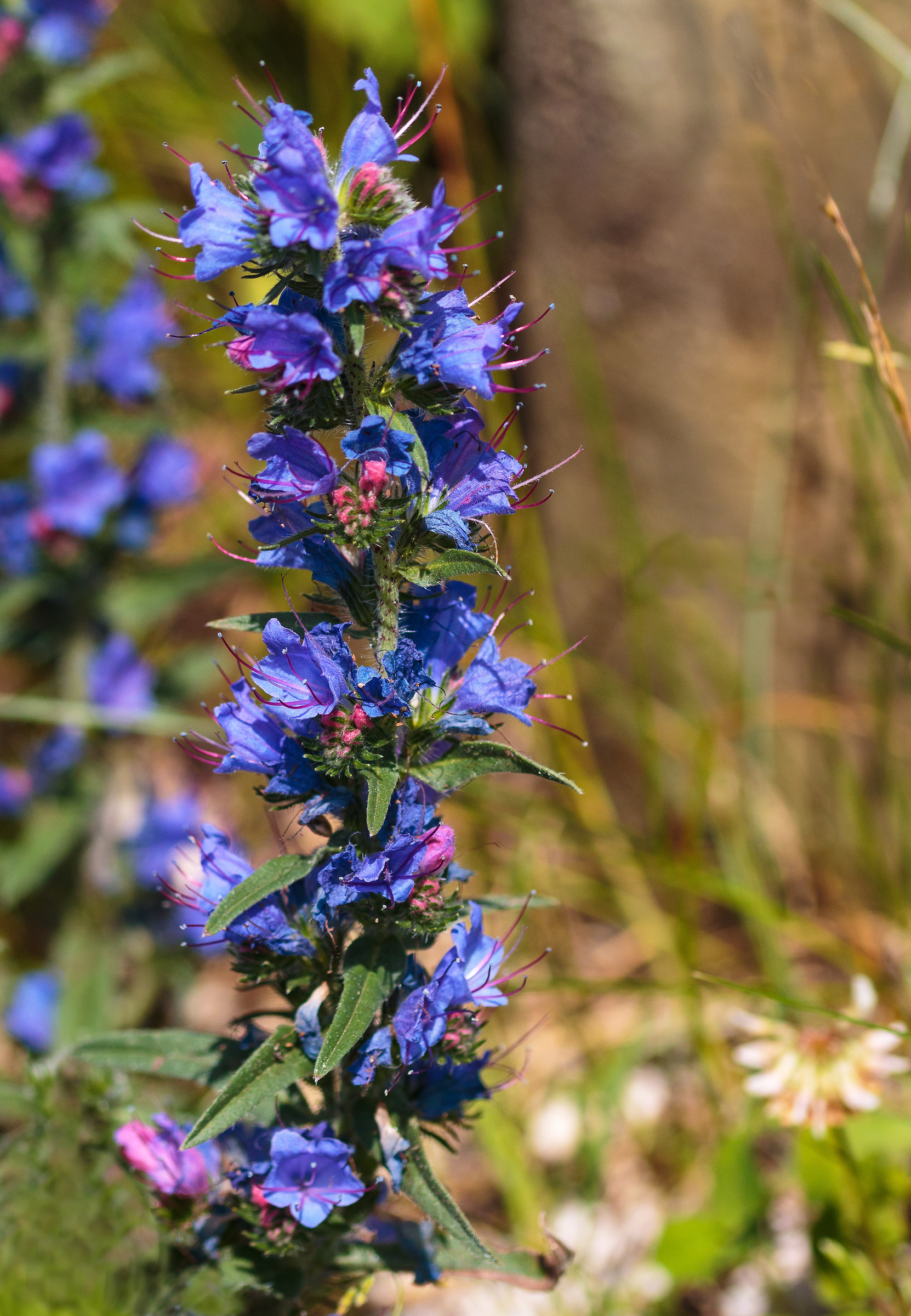 Hyssopus officinalis L. var.