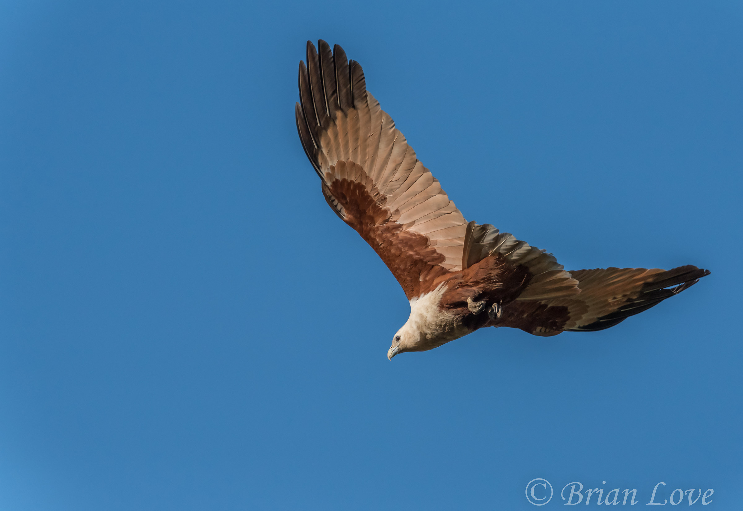 Brahminy Kite(Haliastur indus)