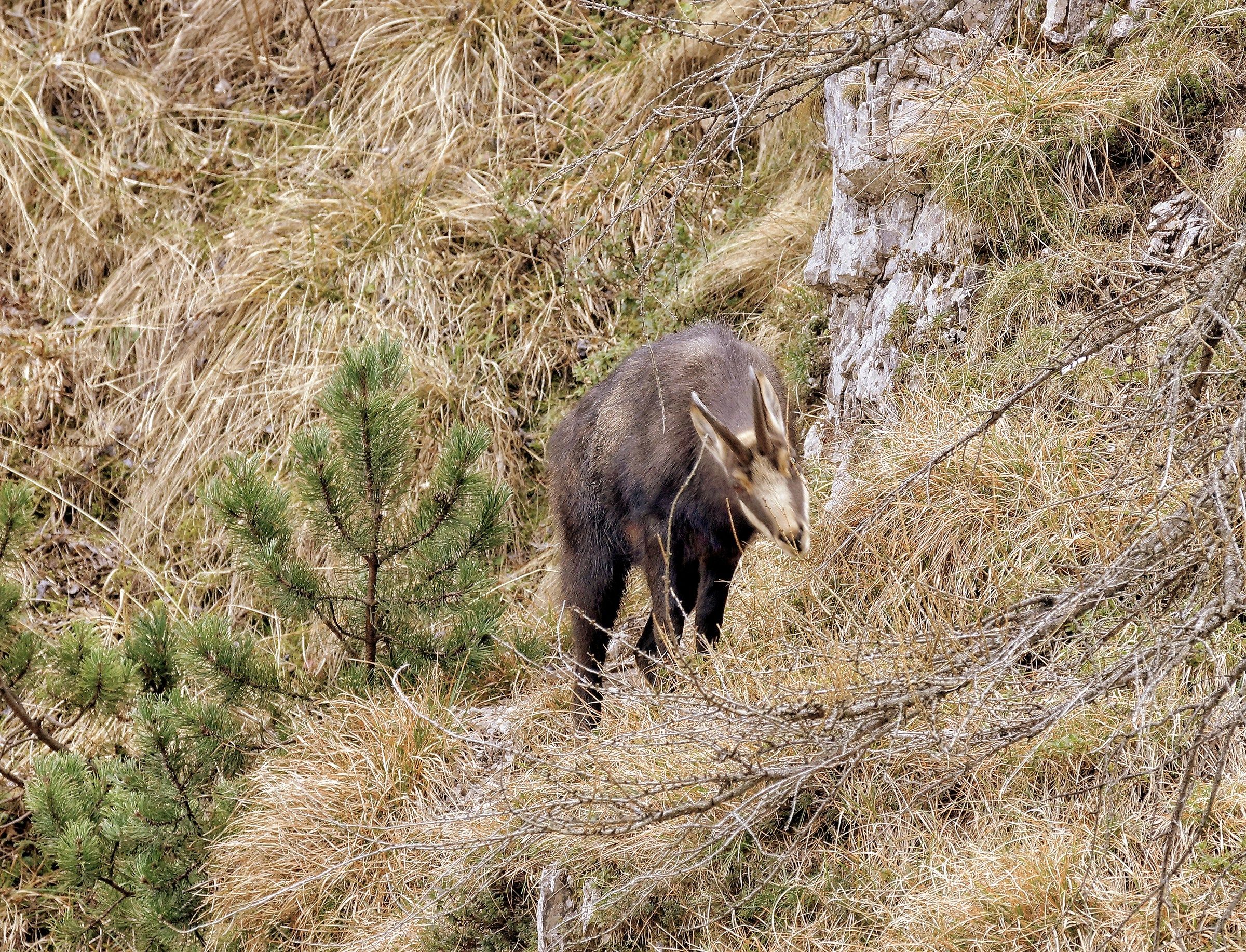 Camoscio maschio solitario