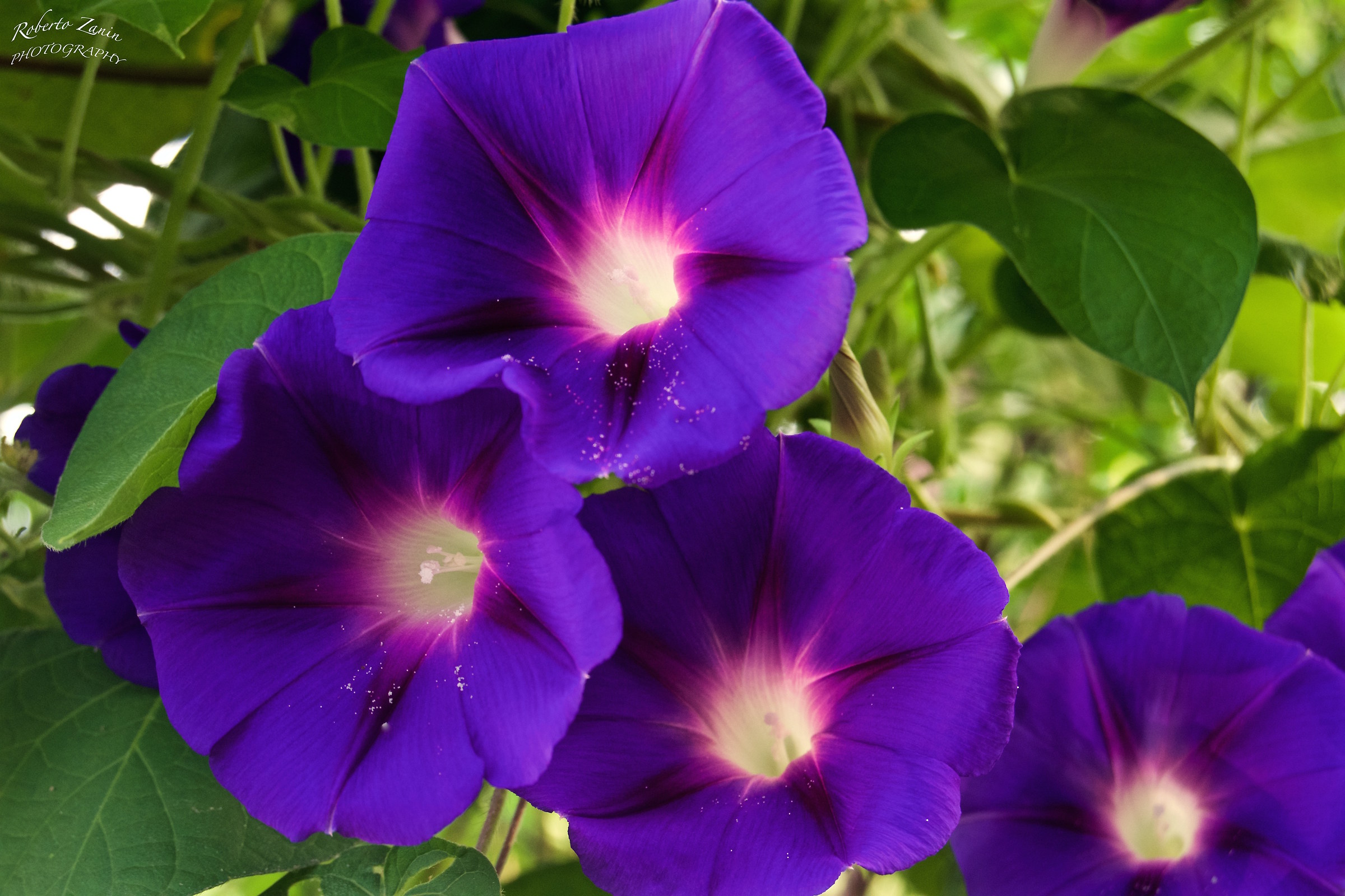 Su una recinzione...   Ipomea