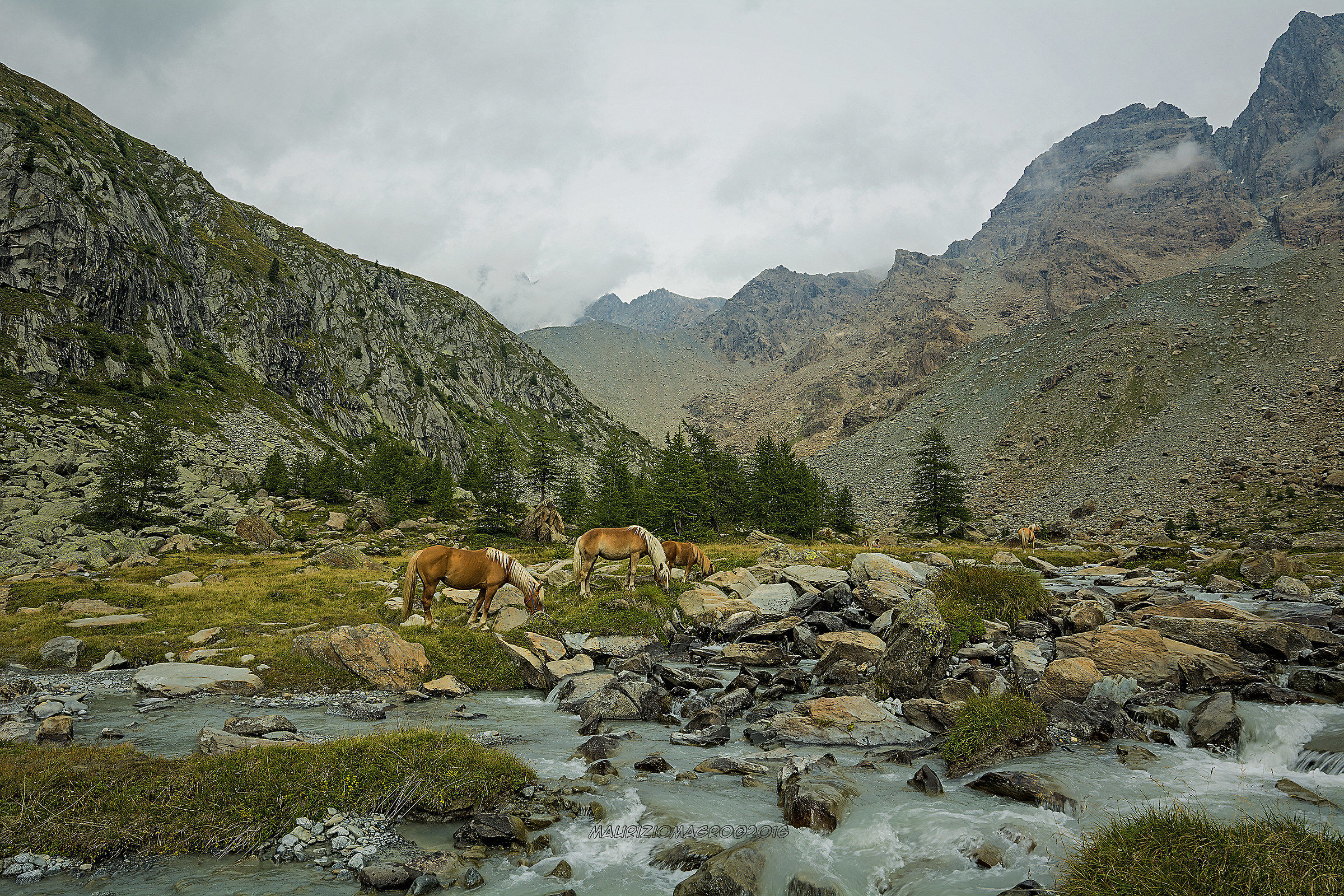 Cavalli al torrente