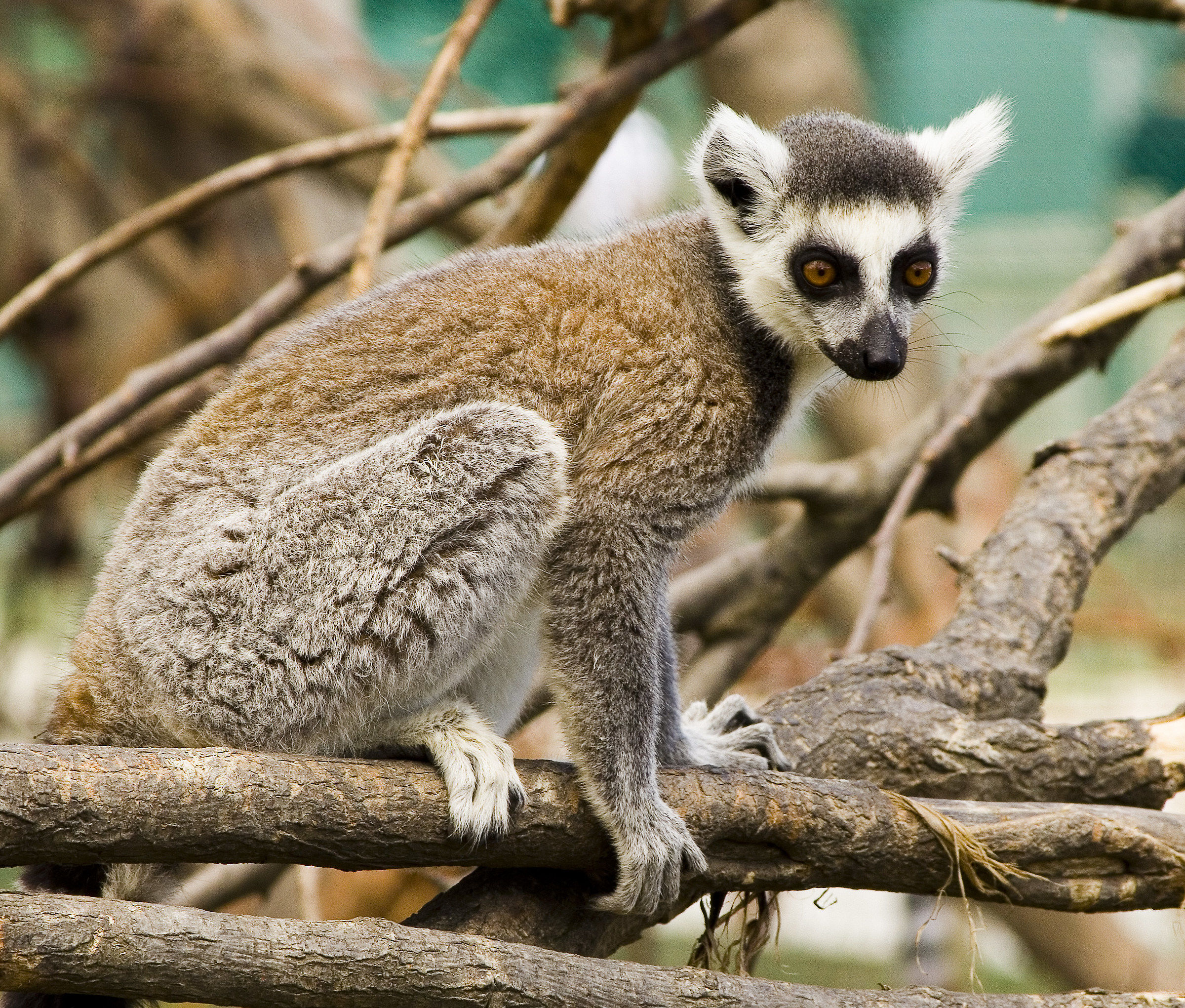Lemur