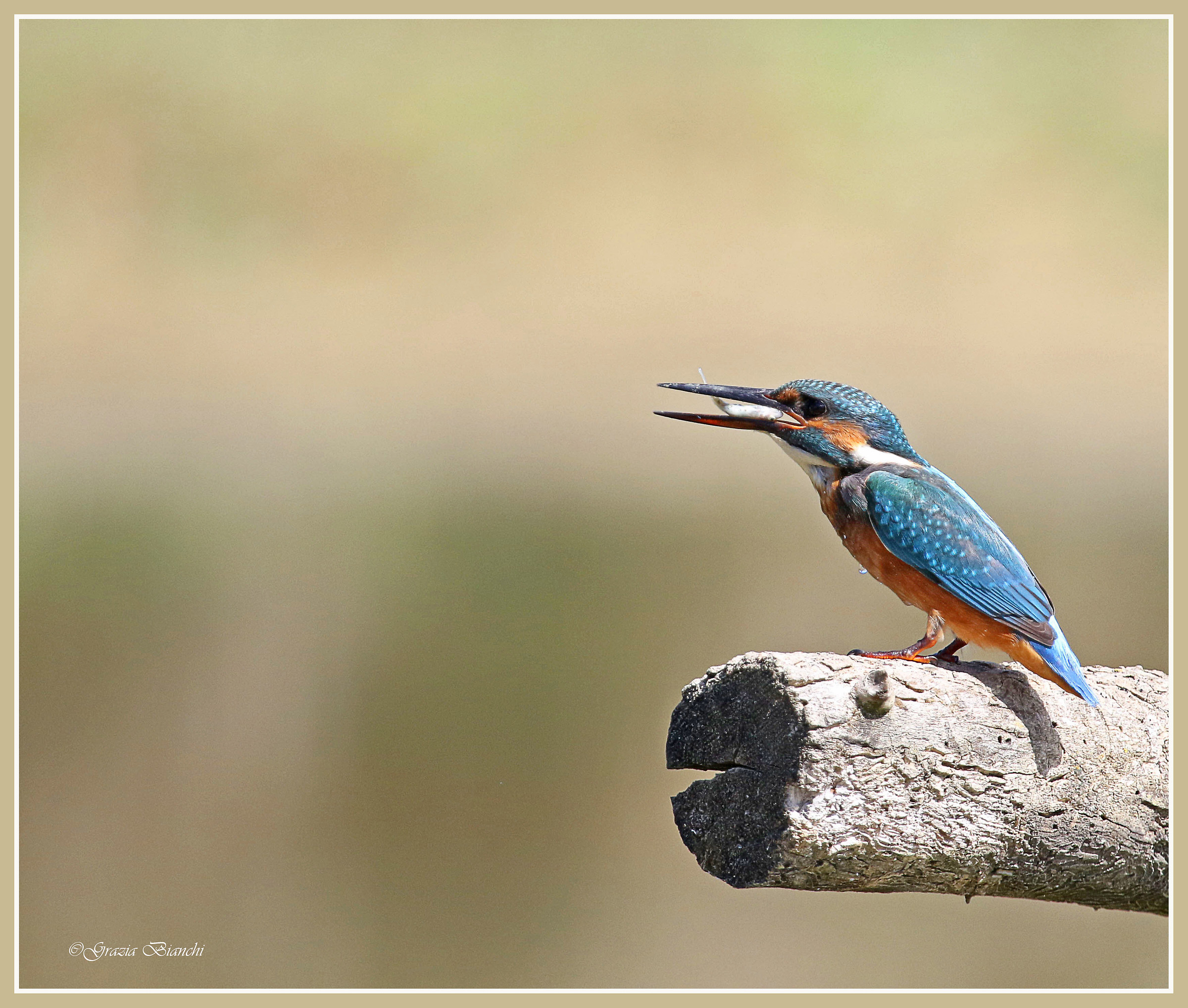 Martin pescatore - Parco della Piana