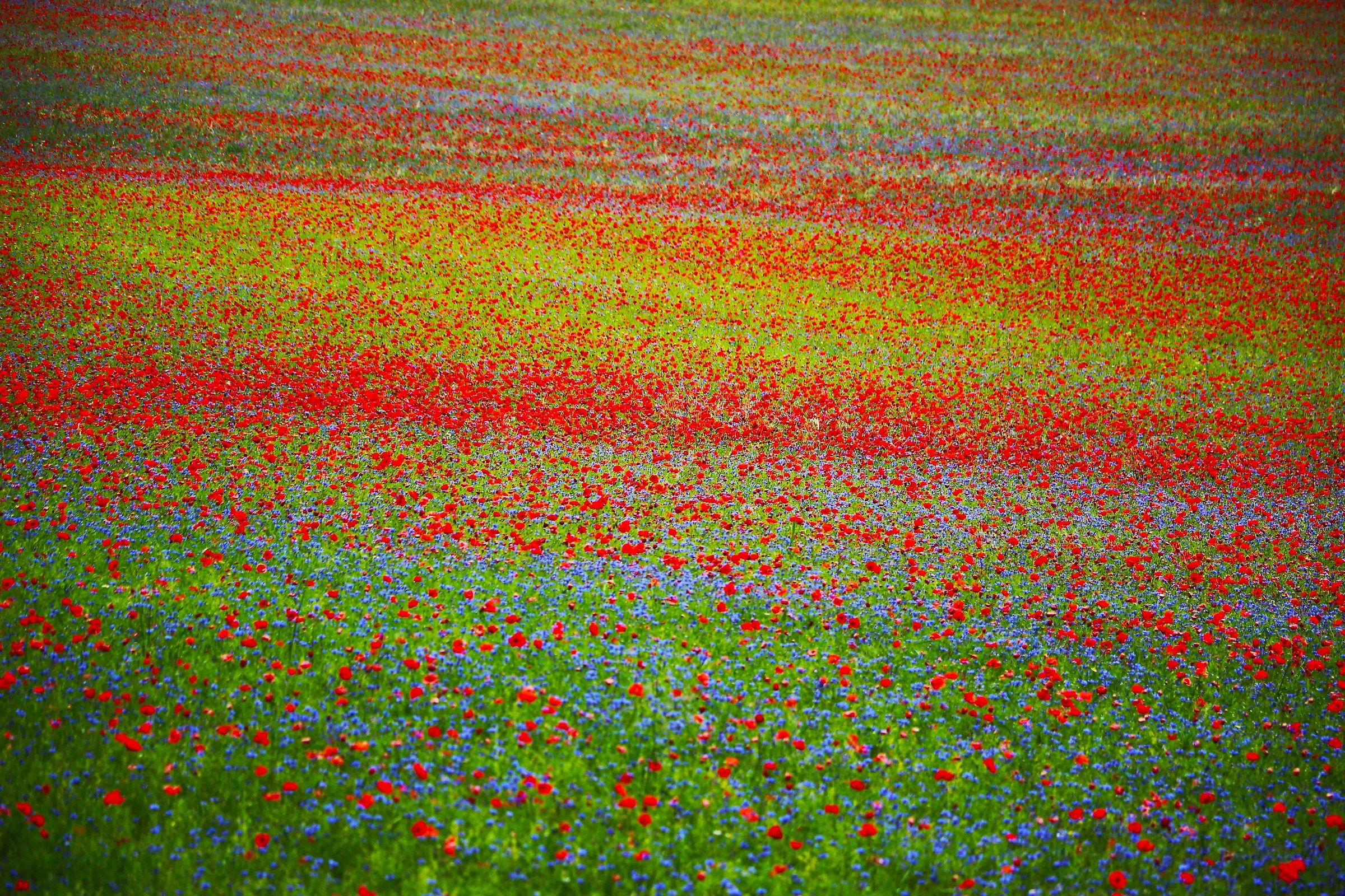 tutti i colori della fioritura