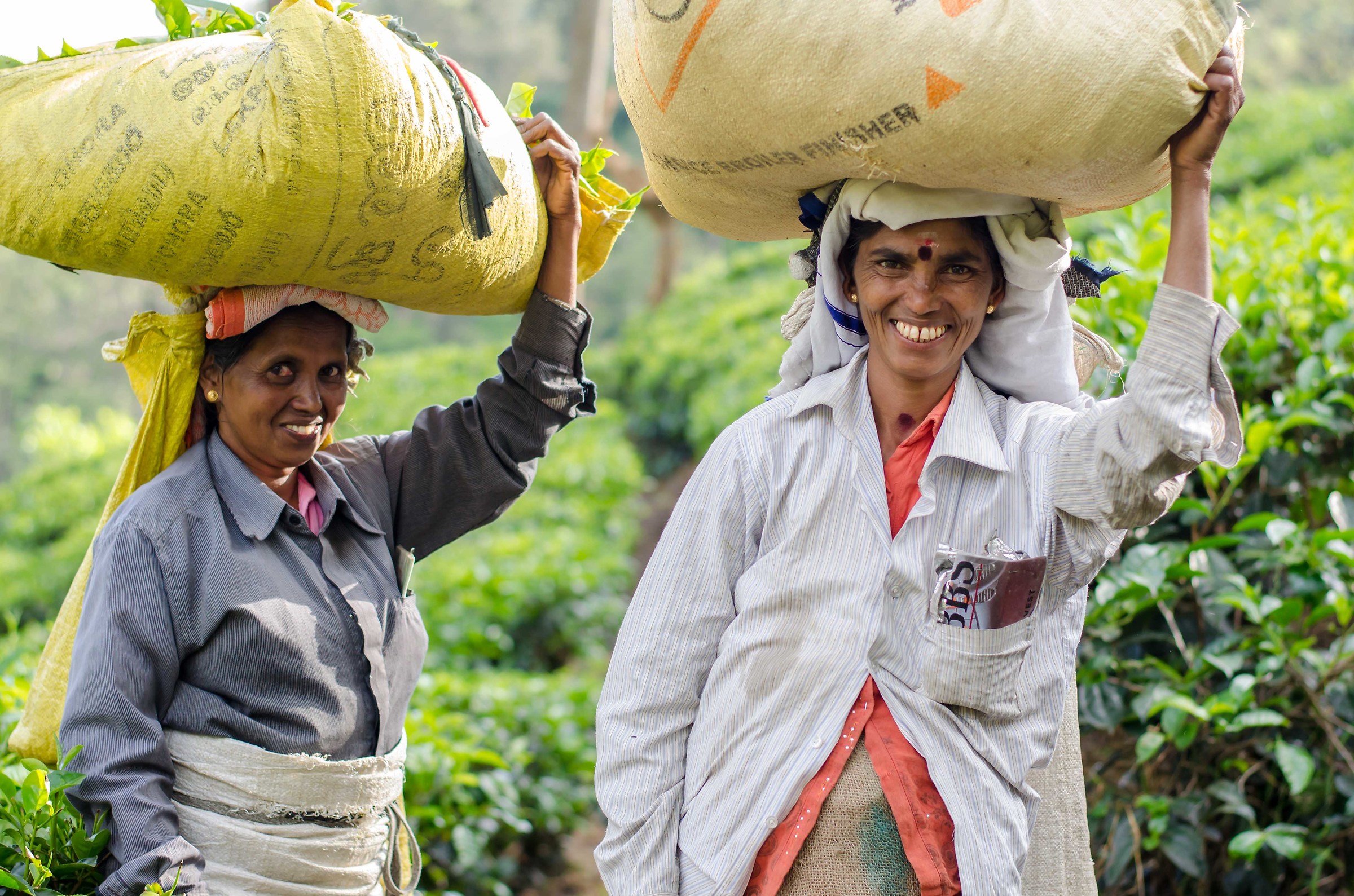 Raccoglitrici di te dopo una giornata di lavoro