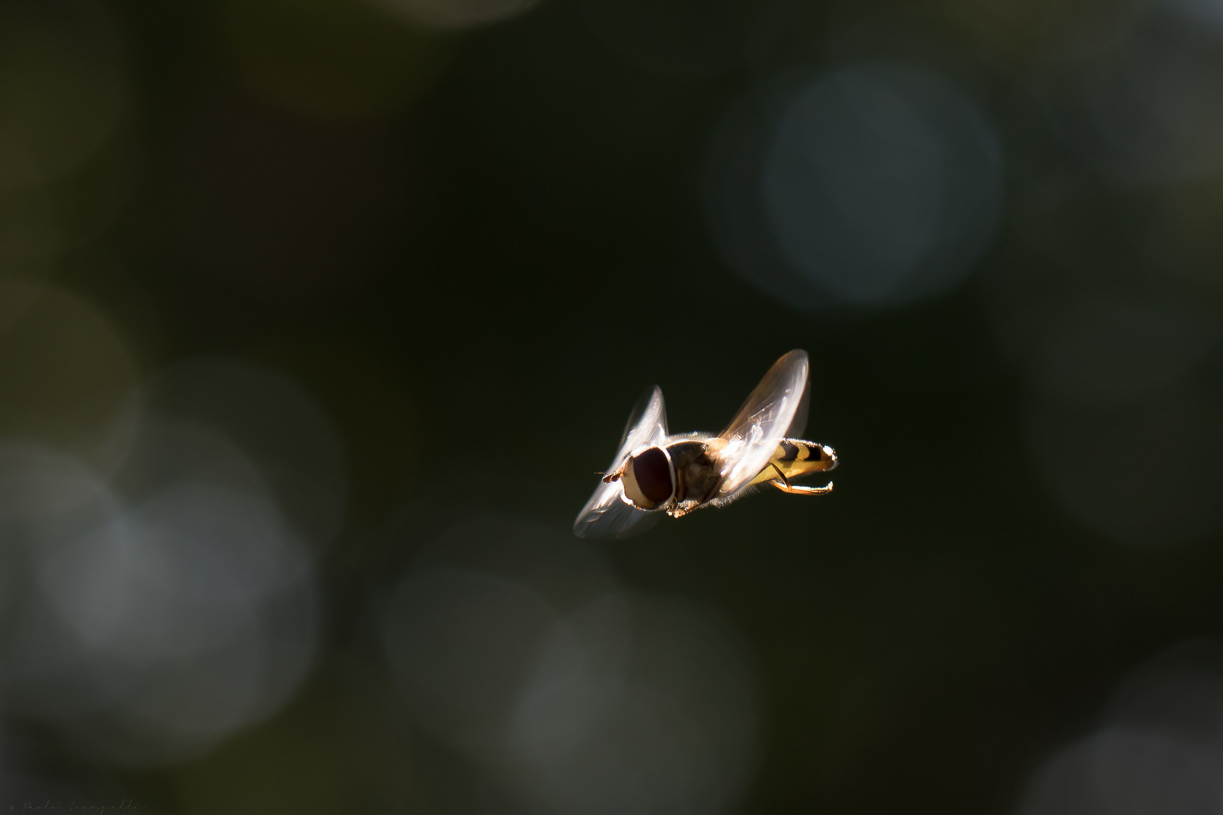 Flying flying drone fly