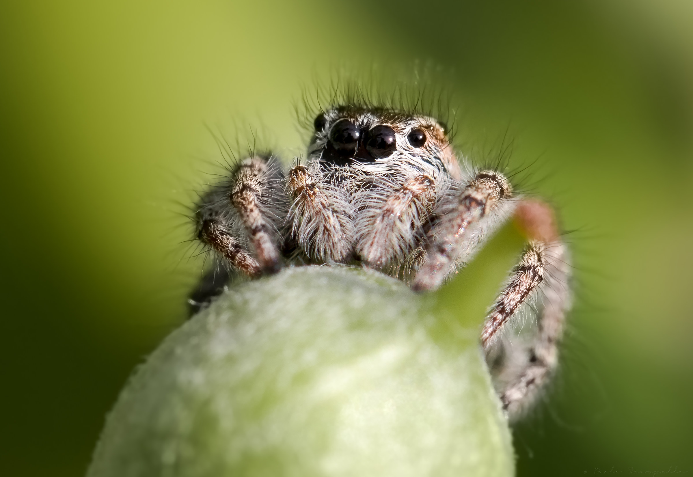 "La sfregiata" - Phylaeus crysopps adult female