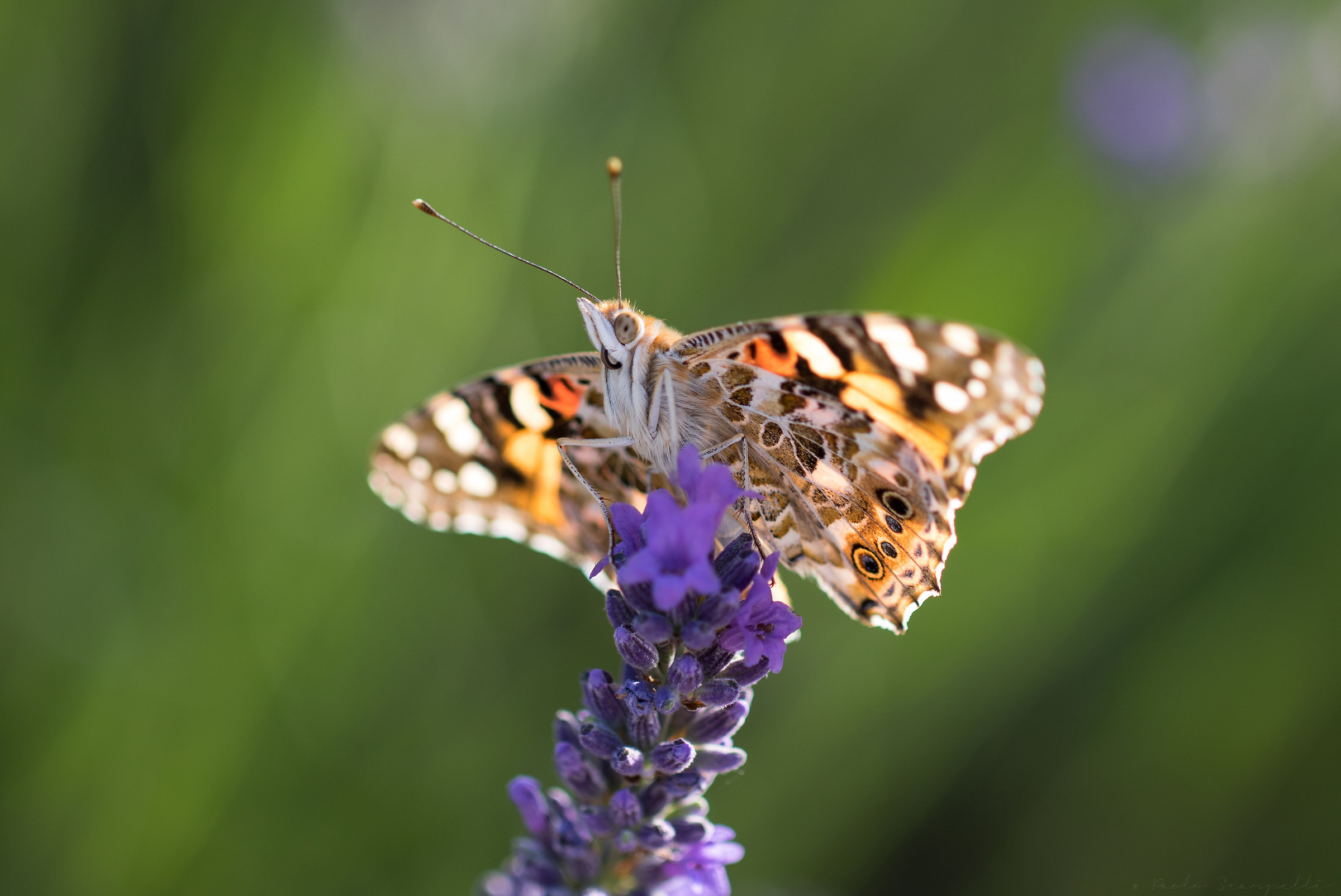Vanessa cardui - Migration