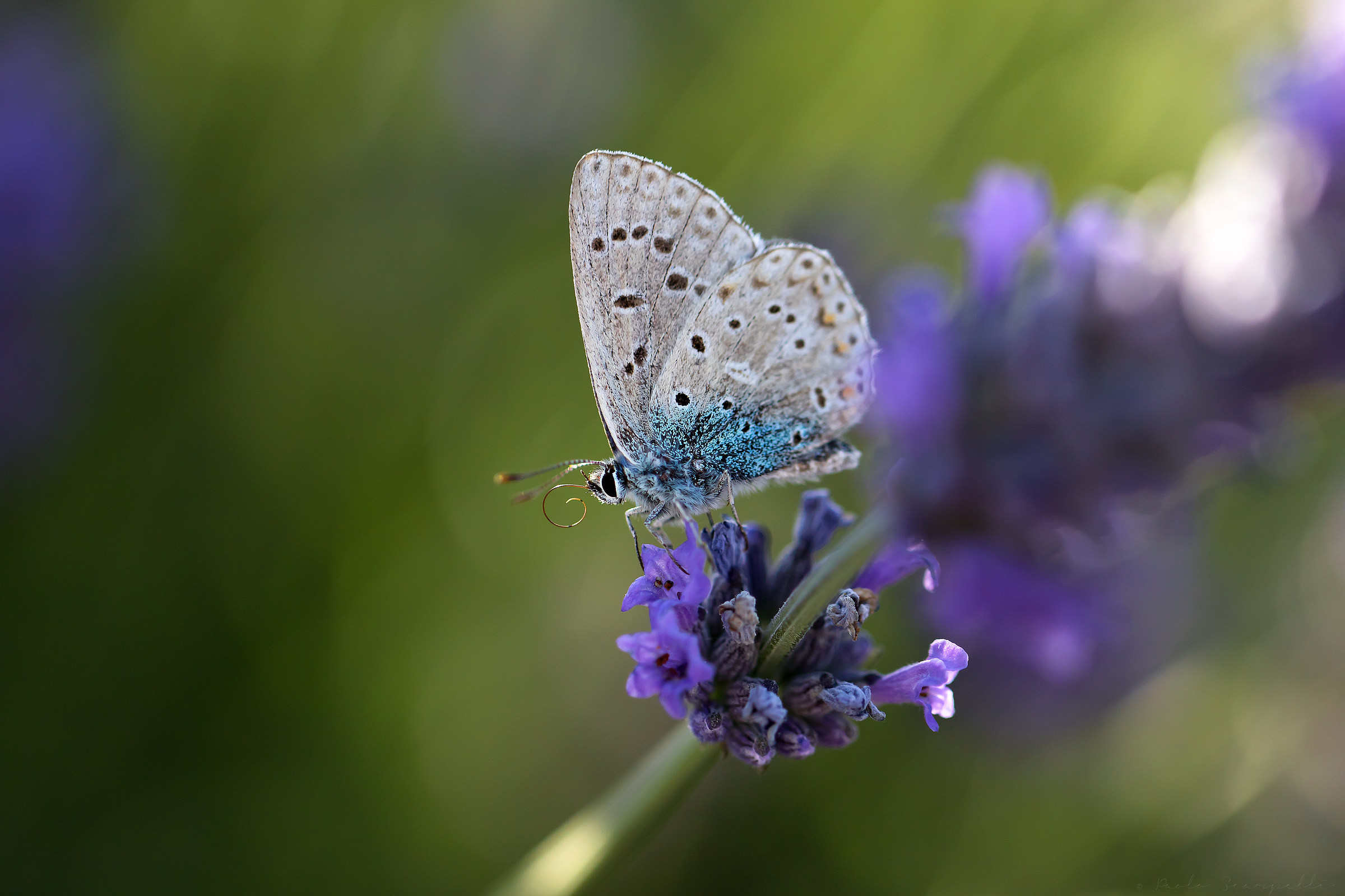 Adonis blue