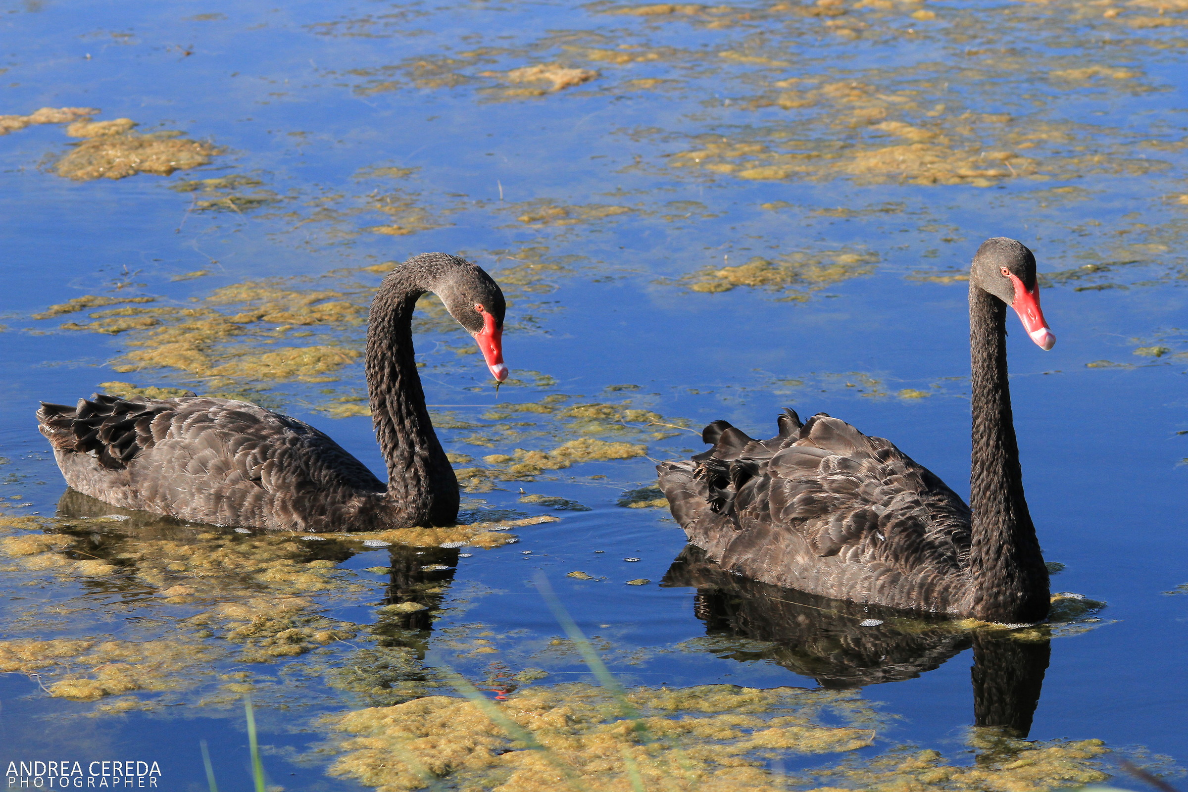 Cygnus atratus - Cigno nero