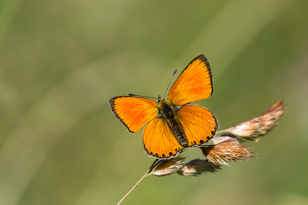 Lycaena virgaureae