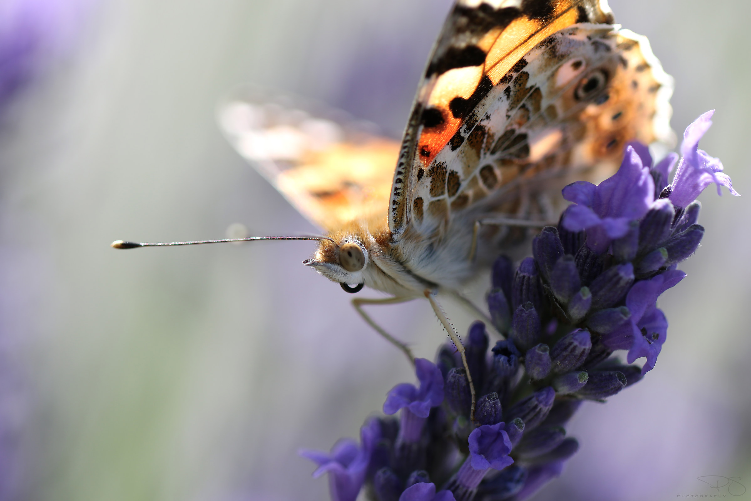 Snap stolen - Vanessa cardui