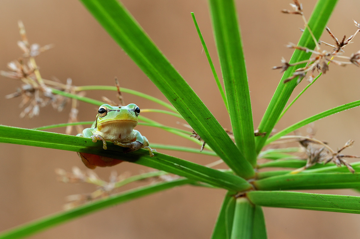 The small frog and .... its carousel