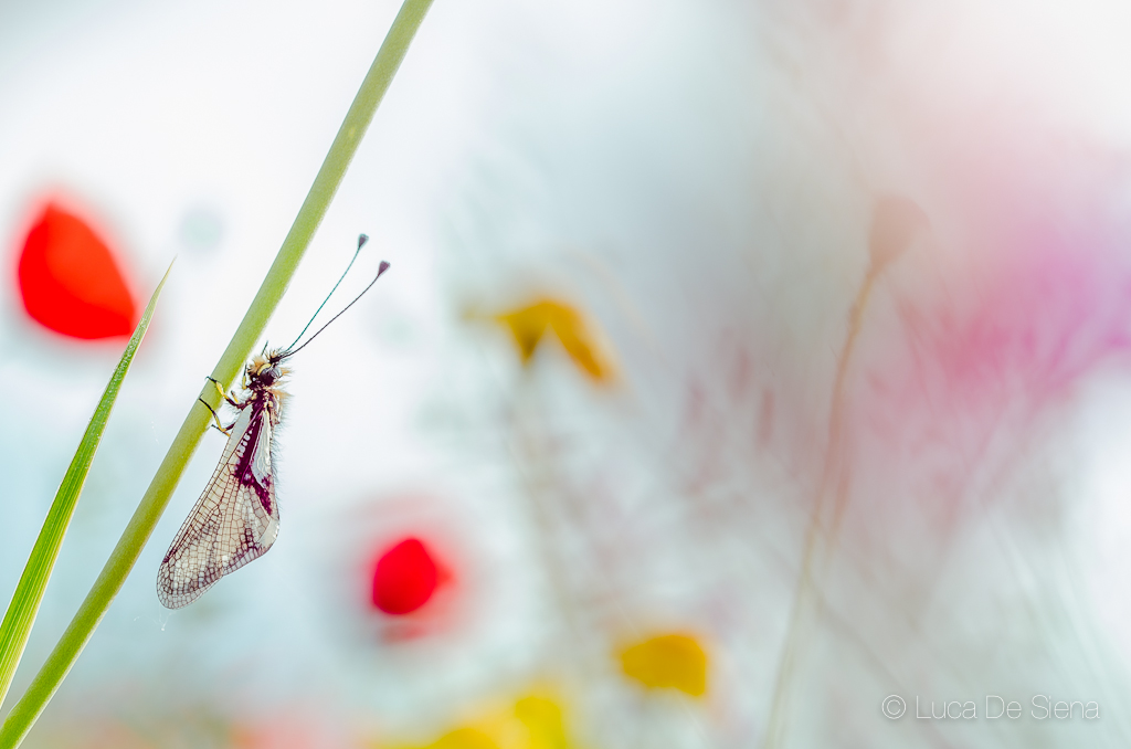 Libelloides in white