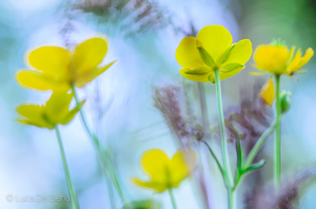 Buttercups (ranunculus)