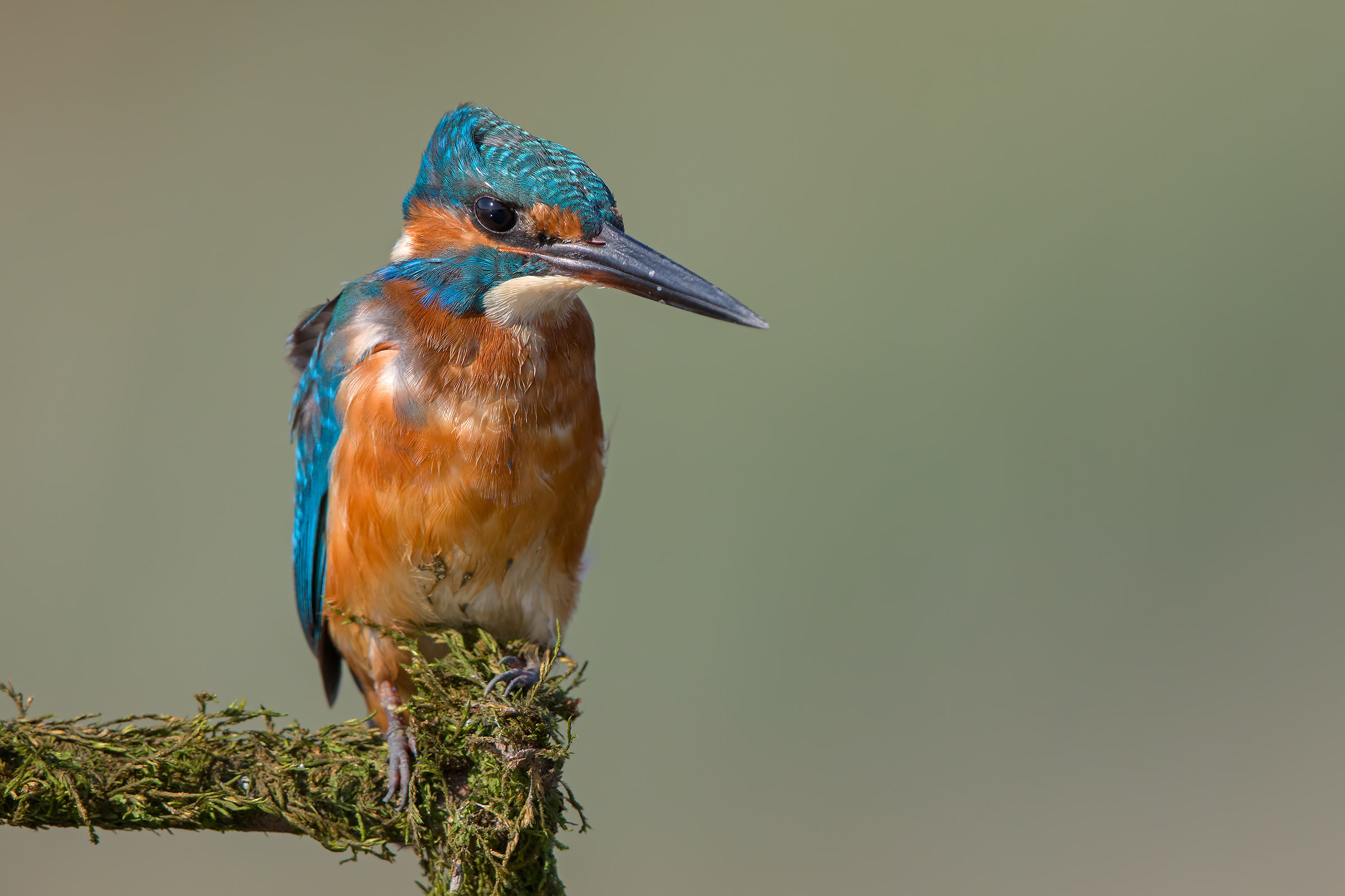 Kingfisher