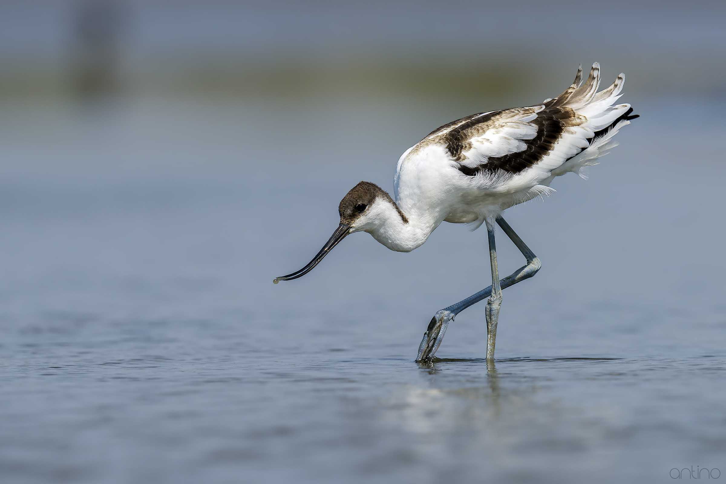 young avocet