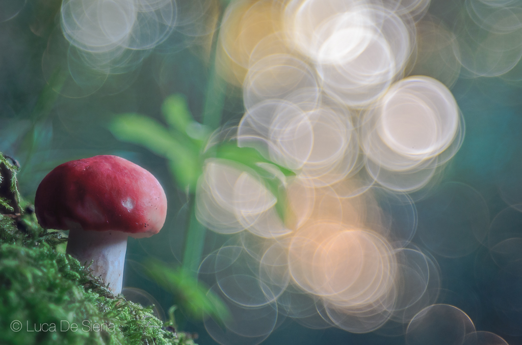 Russula among bubbles