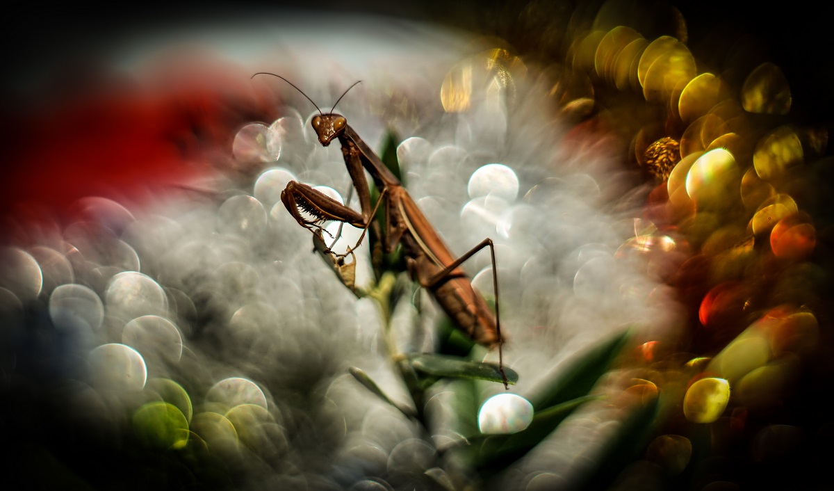 mantis dream