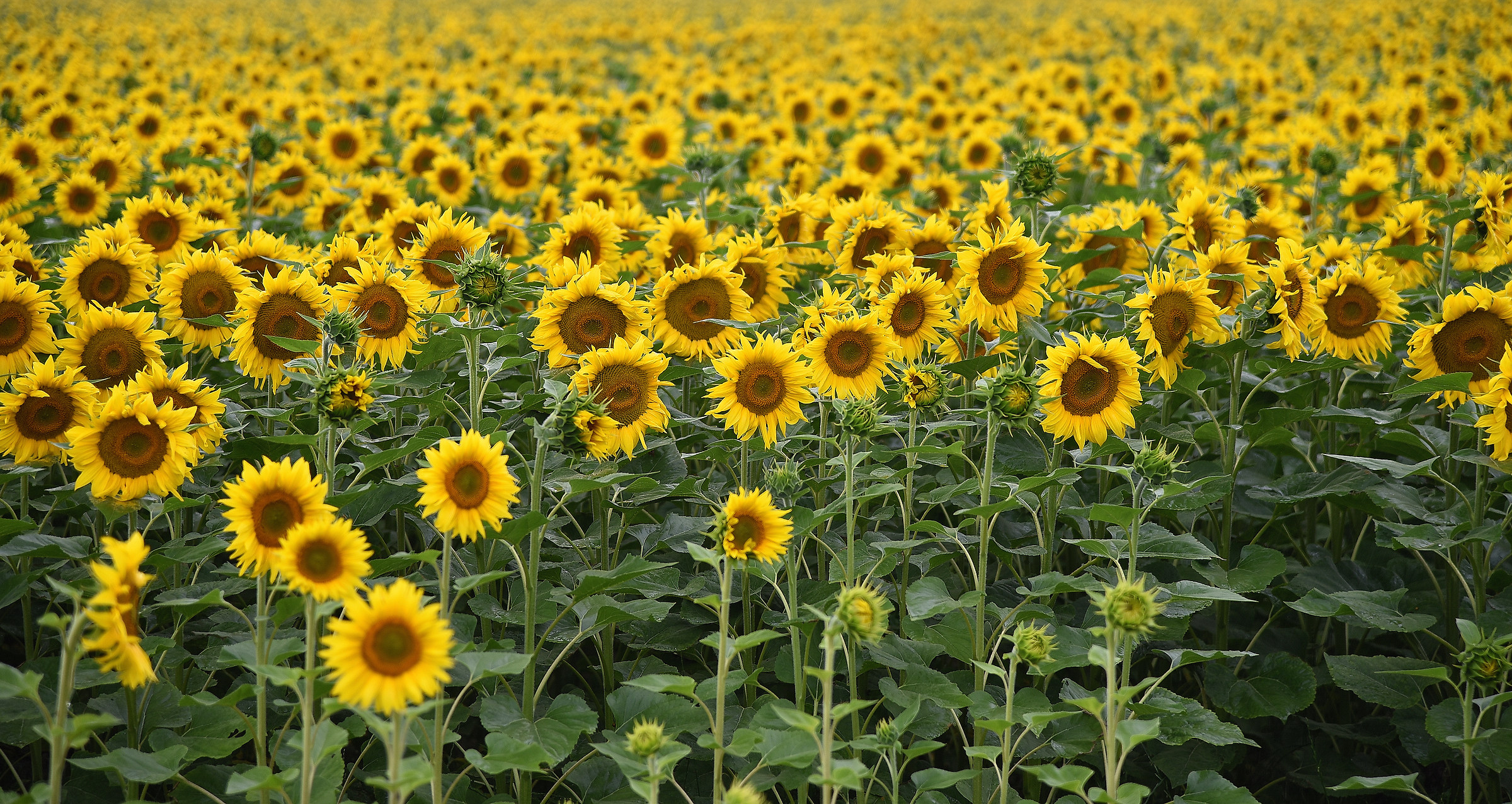 Sunflowers
