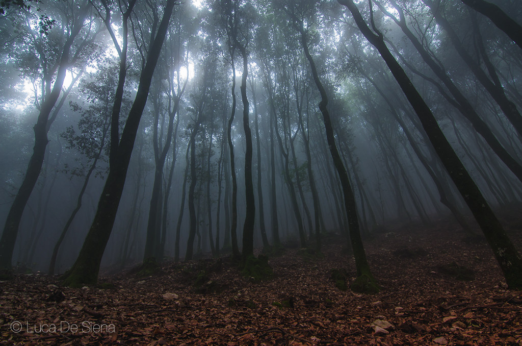 bosco nebbioso