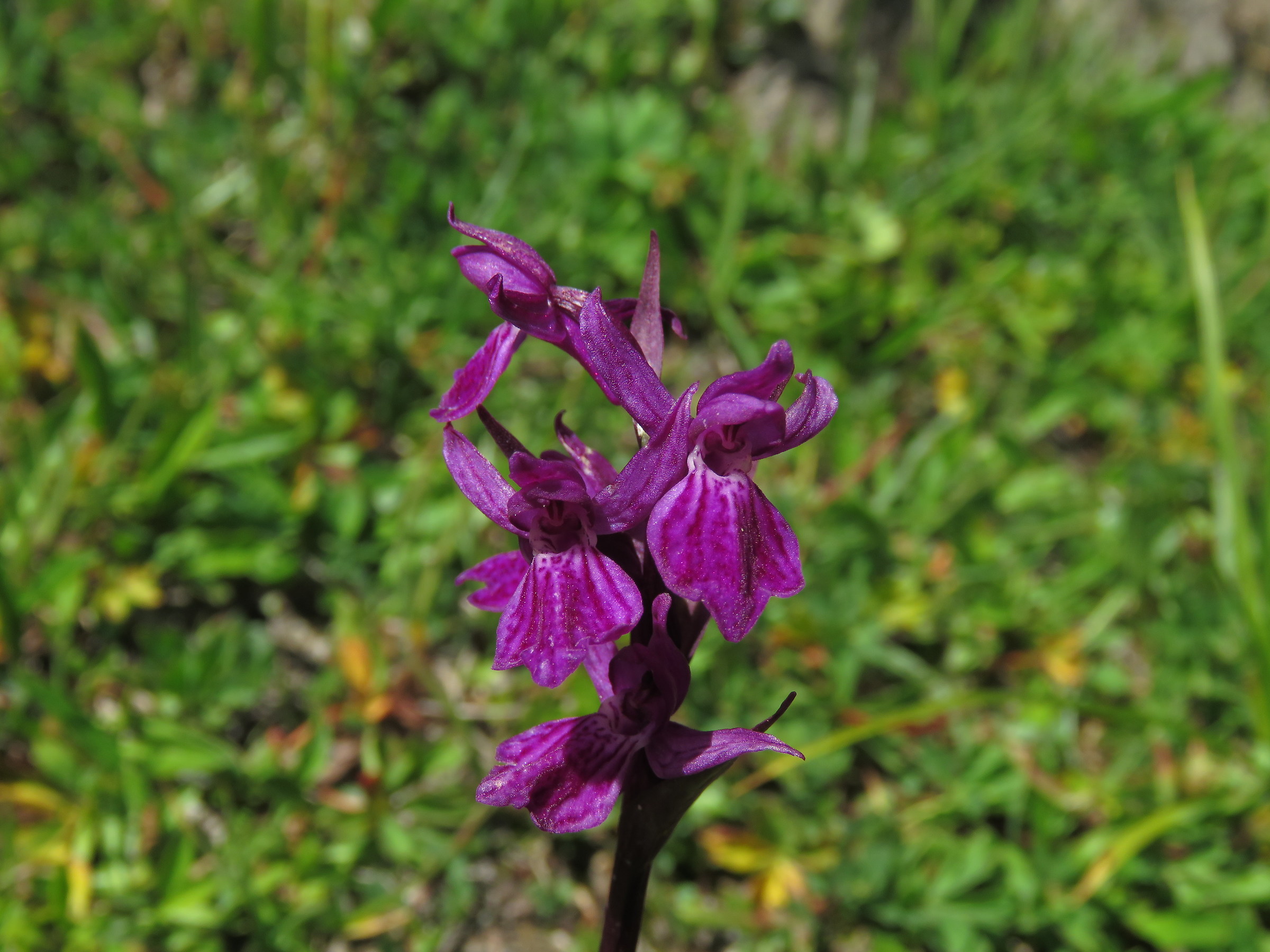 wild orchid in the Val d'Aosta