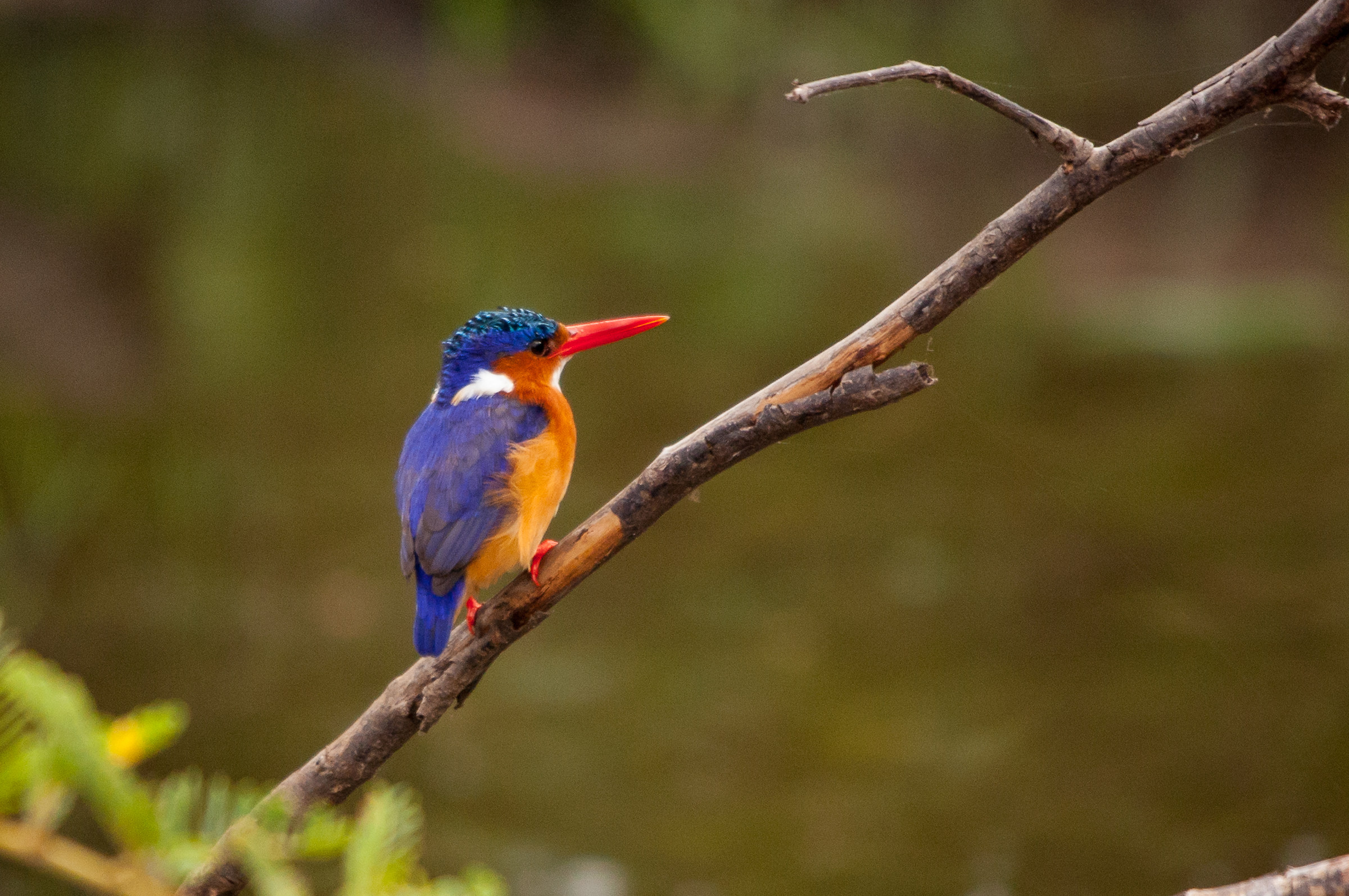 Malachite (Lake Mburo-Uganda)