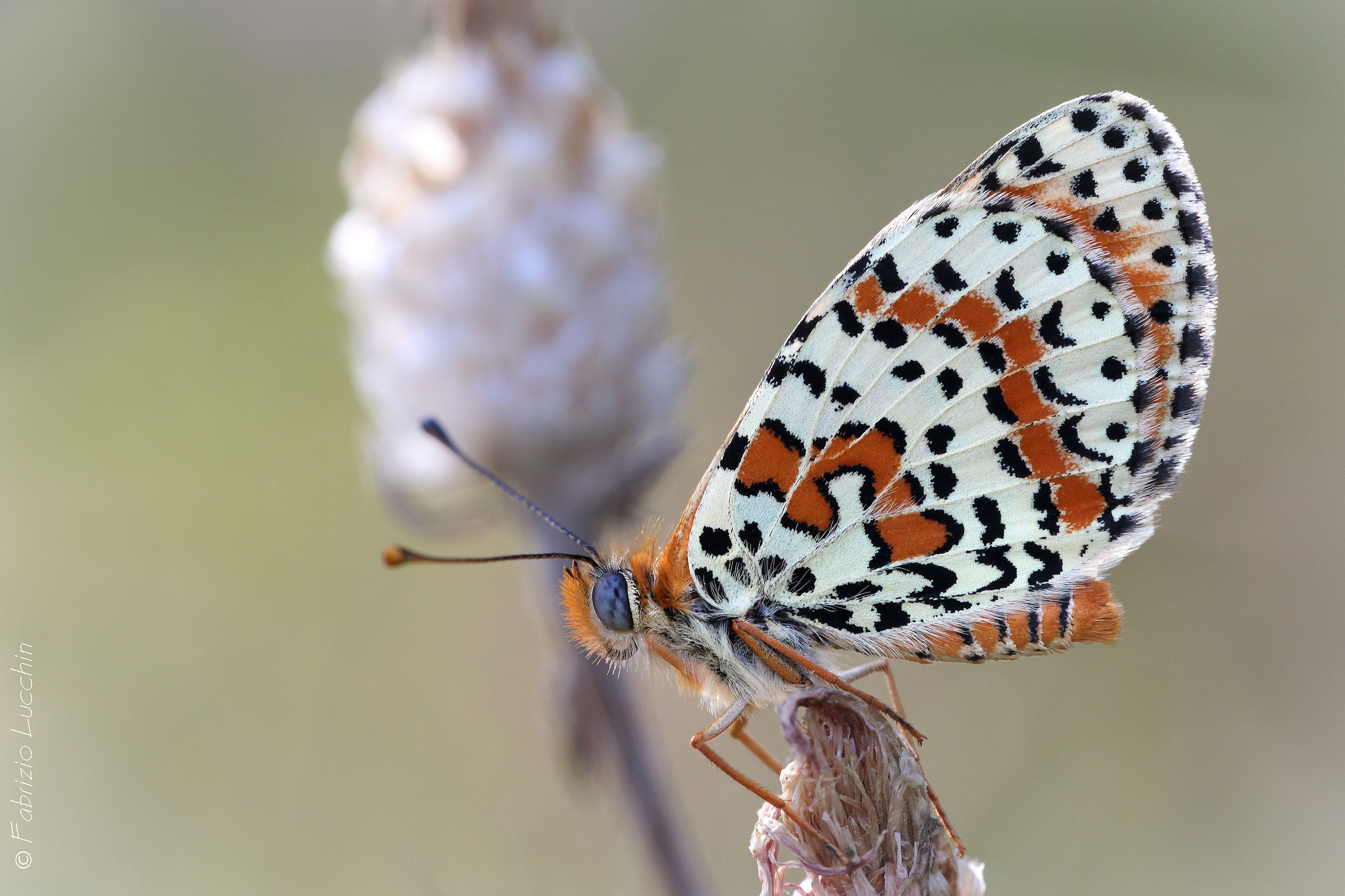 melitaea Dydima