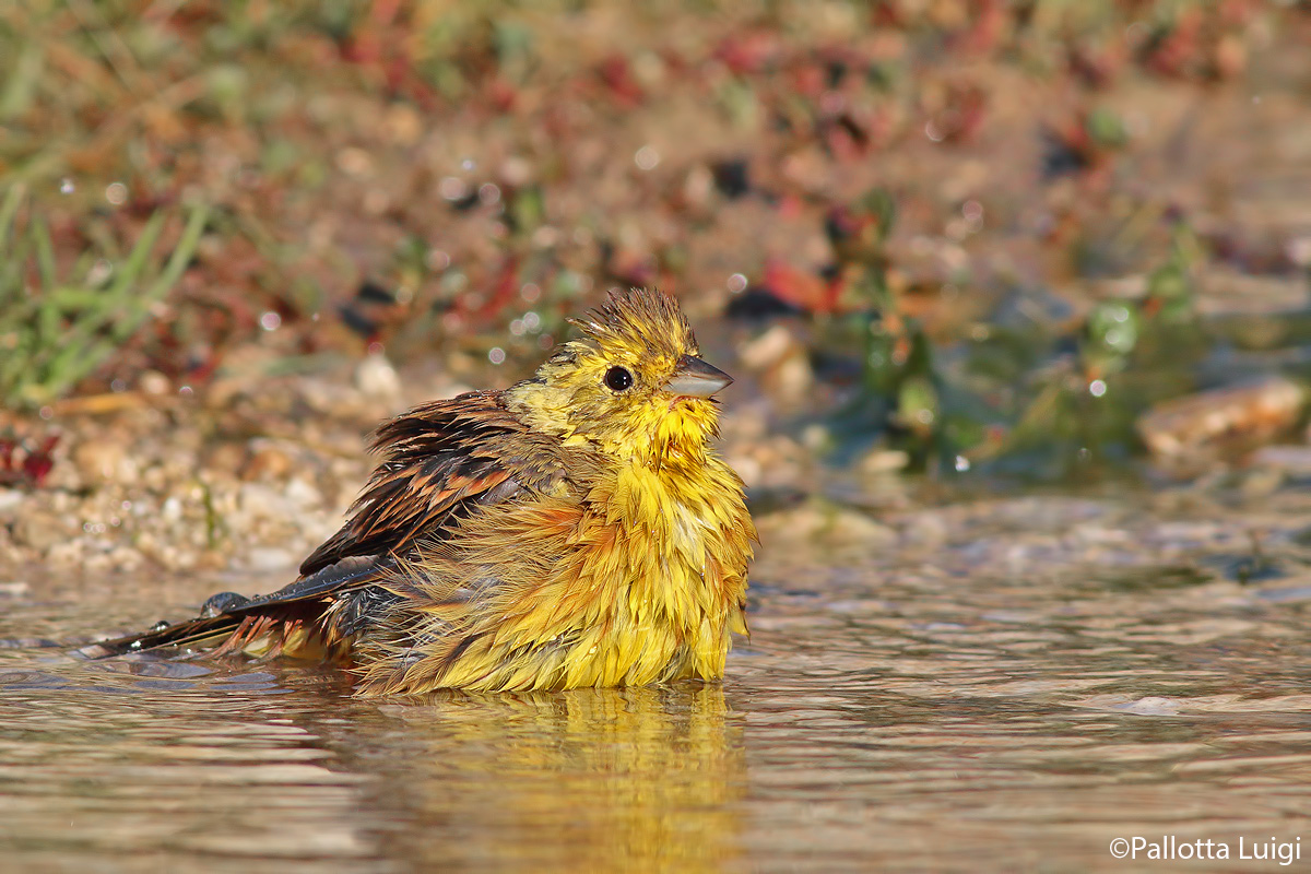 Zigolo giallo (Emberiza citrinella)