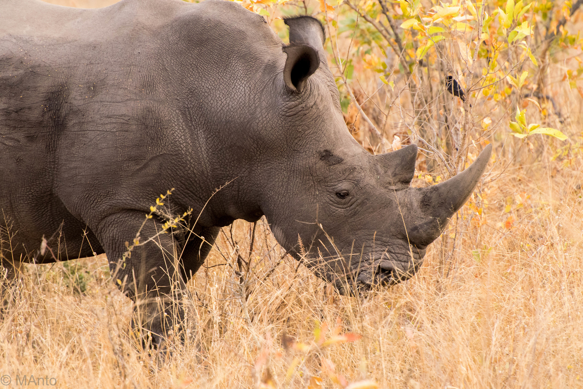 Un profilo importante