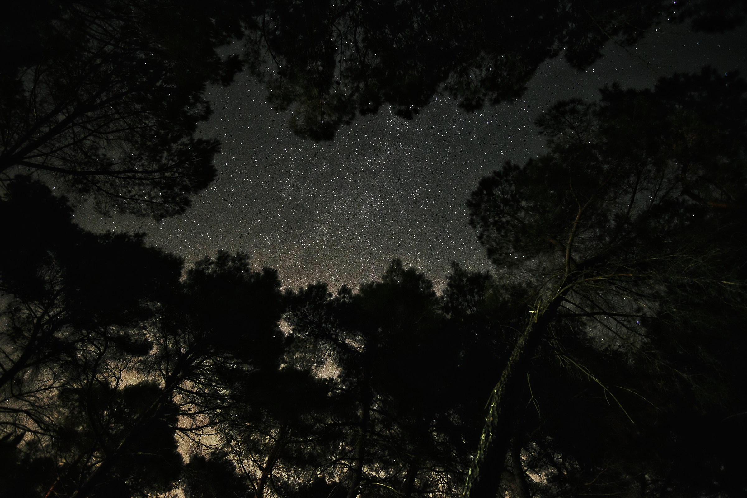 Volta stellata, foresta Mercadante.