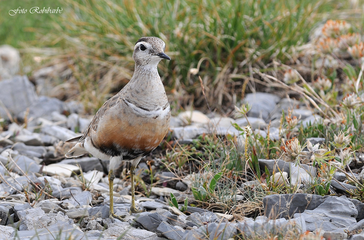 Piviere in abito riproduttivo...