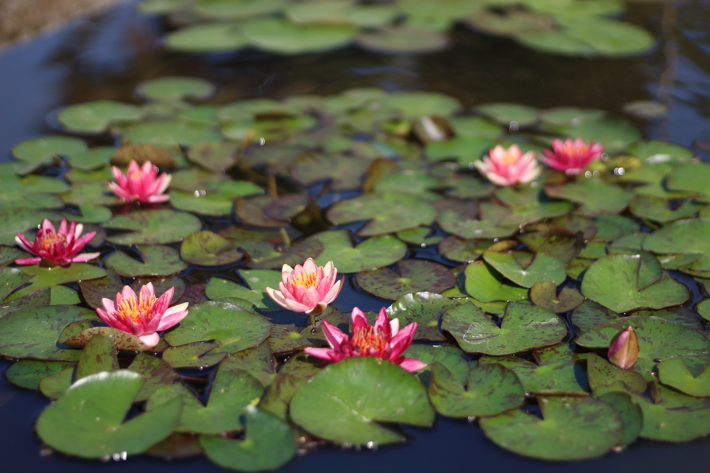 water lilies 1